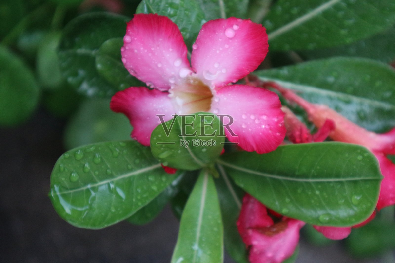 迷人的颜色和形状的鸡蛋花照片摄影图片