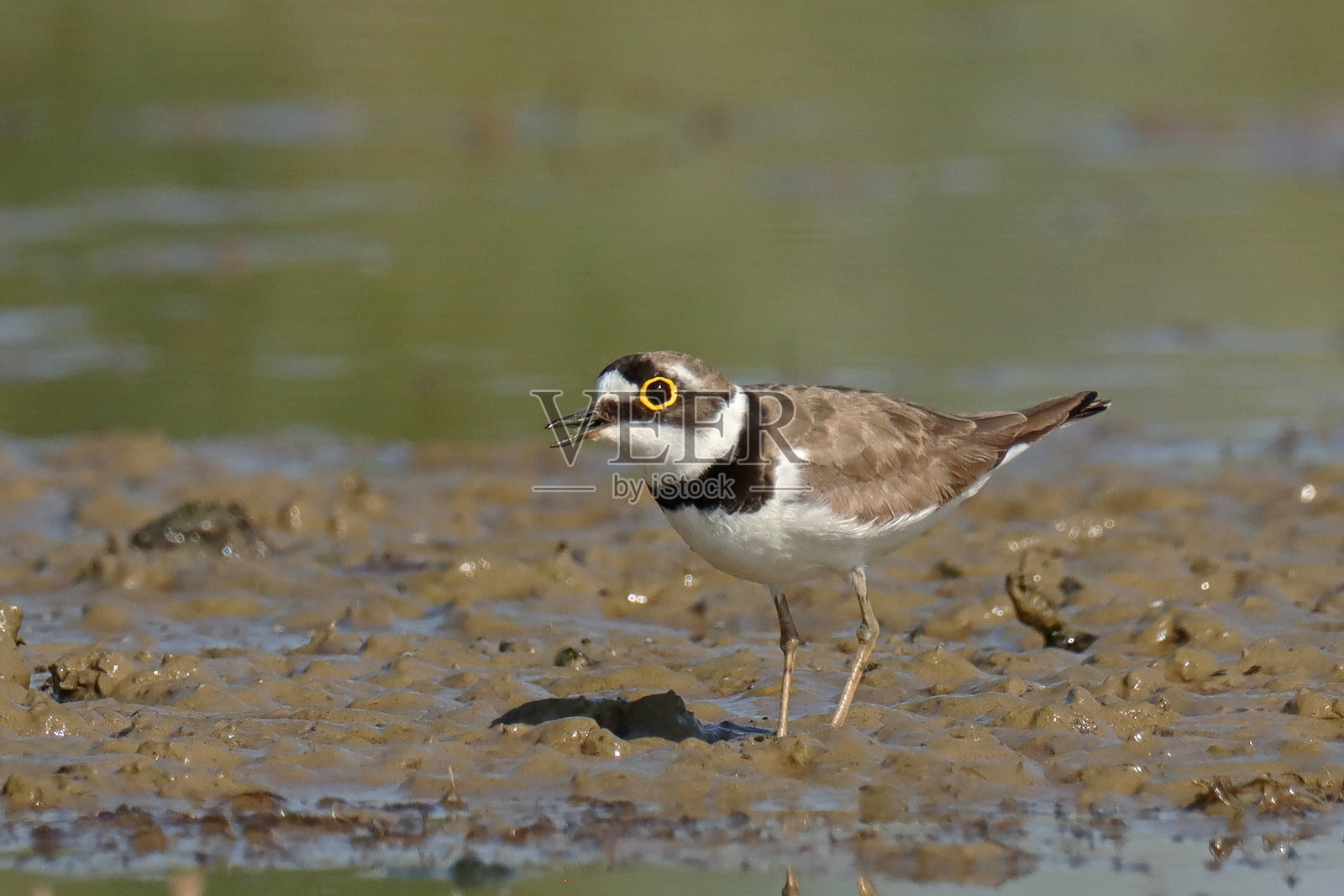 小环颈鸻 - Petit Gravelot (Charadrius dubius)。照片摄影图片