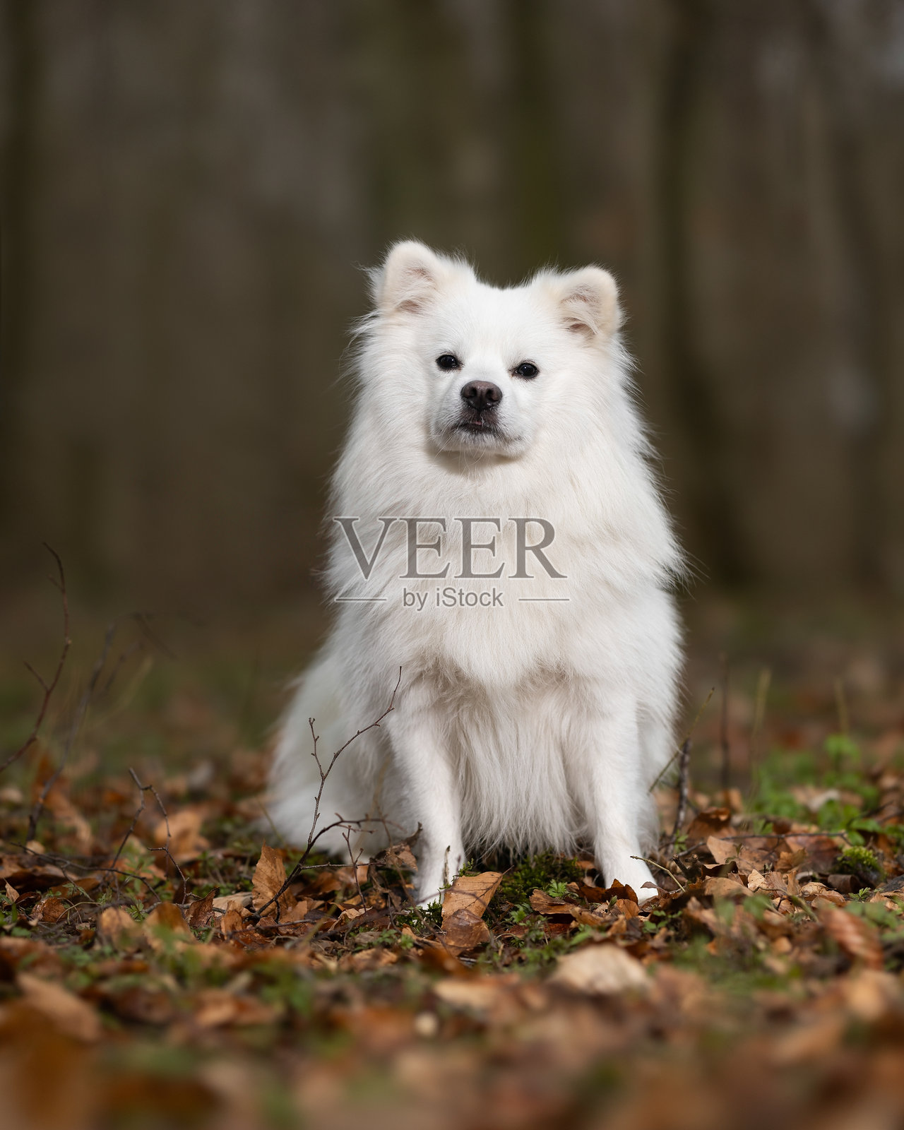 美丽的狗照片摄影图片