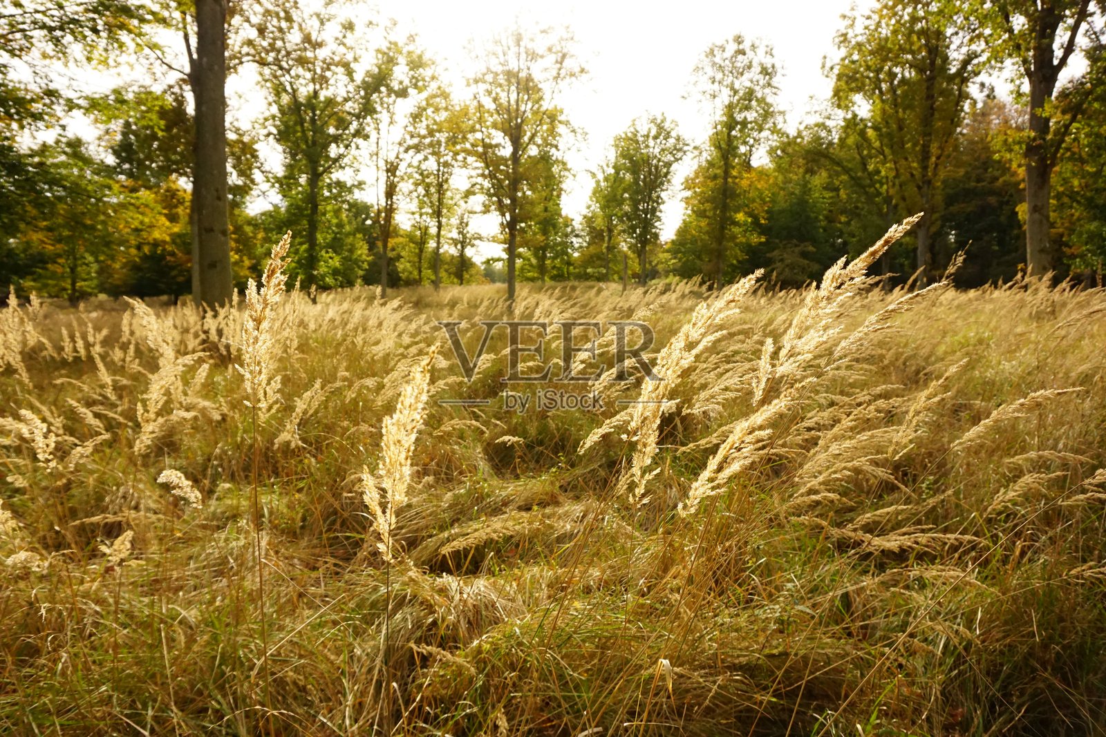 玉米田照片摄影图片