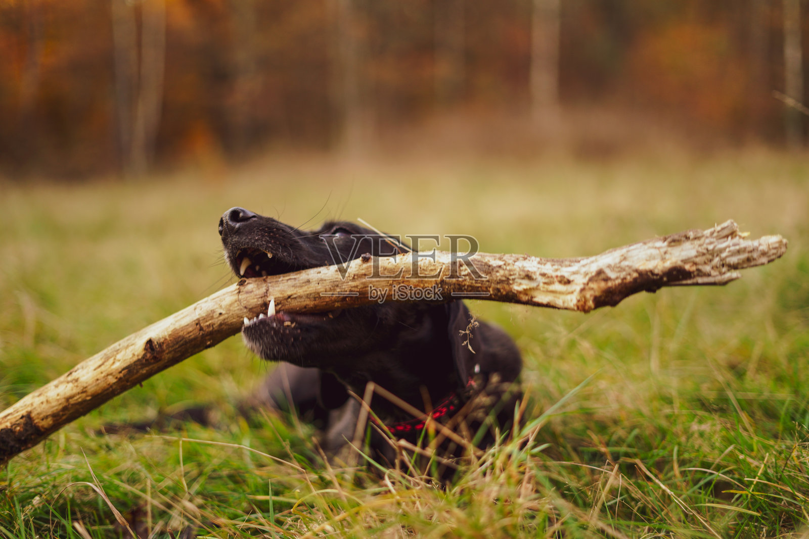 黑狗在草地上玩耍。照片摄影图片