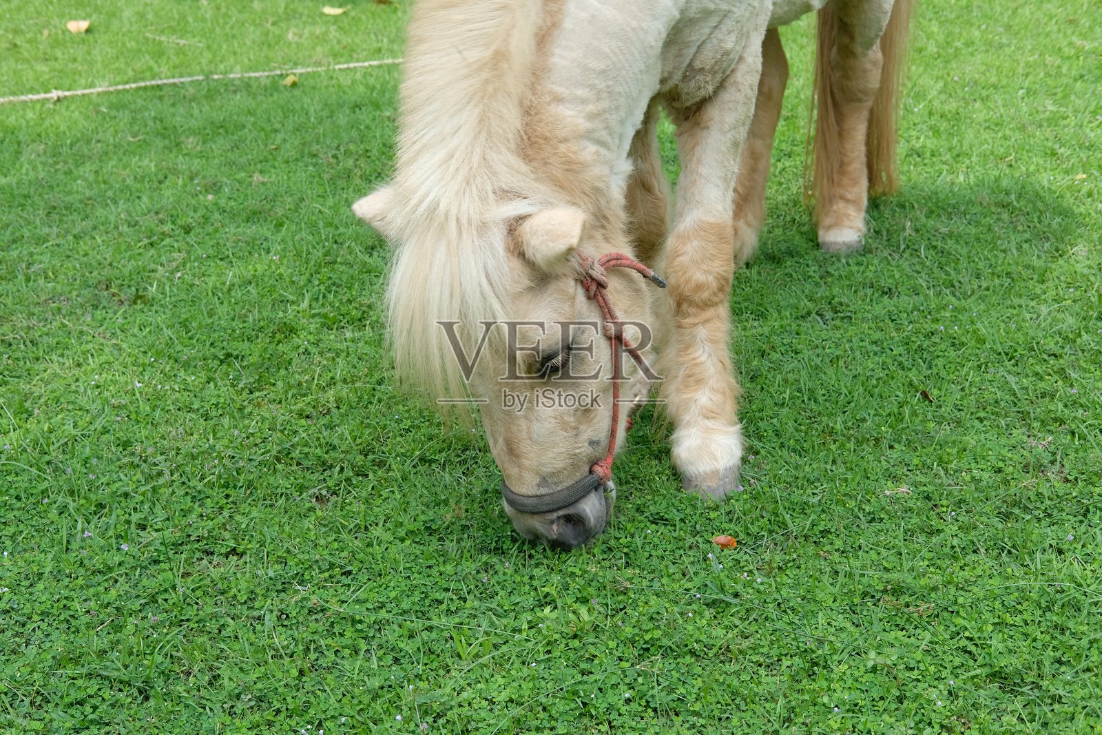 马在吃草及其日常行为照片摄影图片