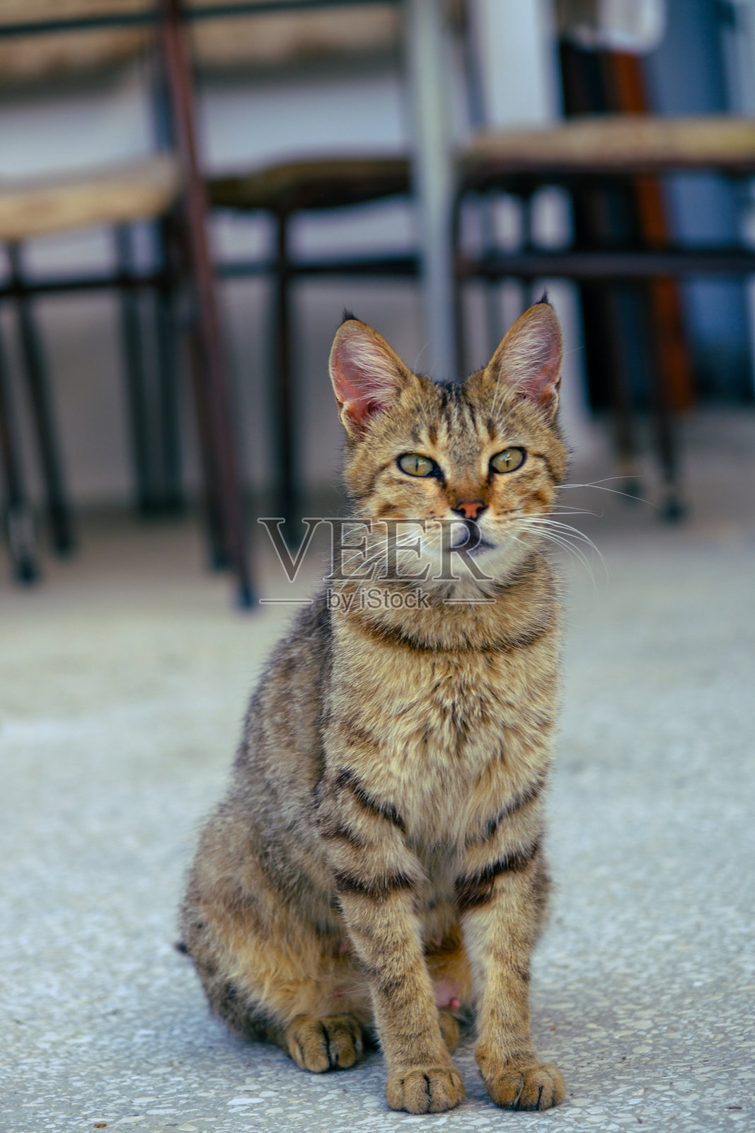 街猫照片摄影图片