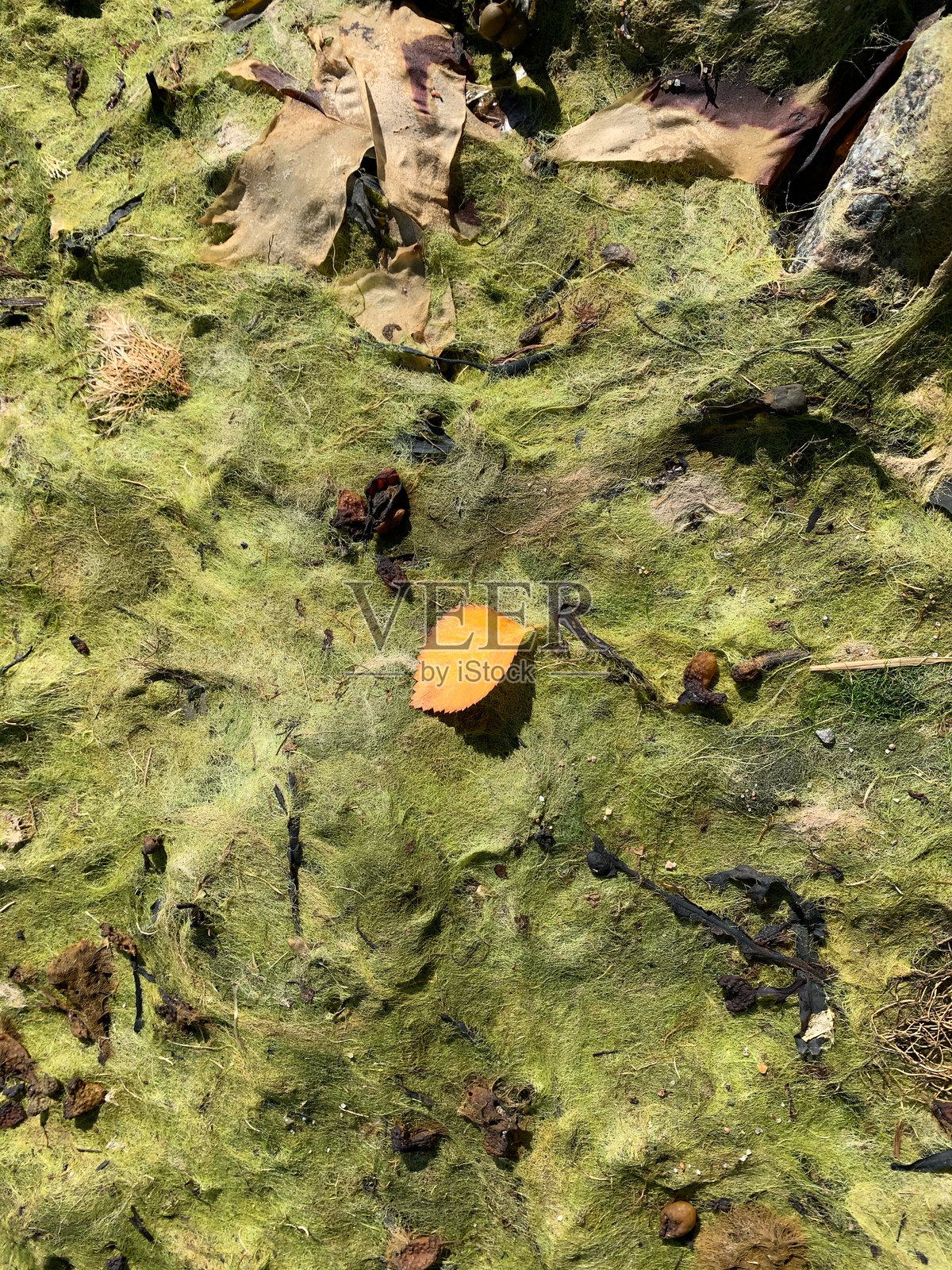 干燥的绿色泥土和黄色的叶子照片摄影图片