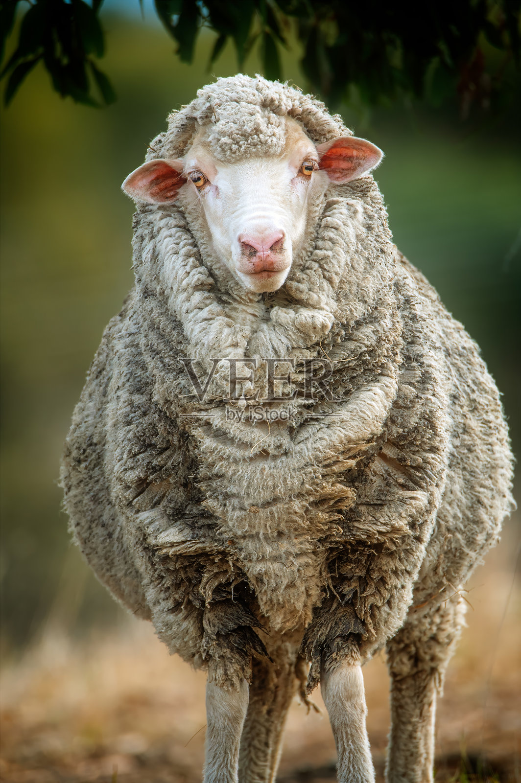 梅里诺羊在牧场上。照片摄影图片