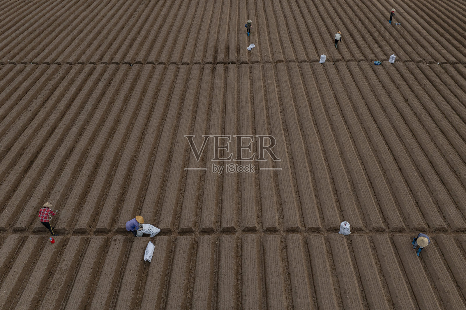 在一片按照新标准进行清洁农业和食品安全的胡萝卜种植田中。照片拍摄于2024年10月13日，地点：北宁。照片摄影图片