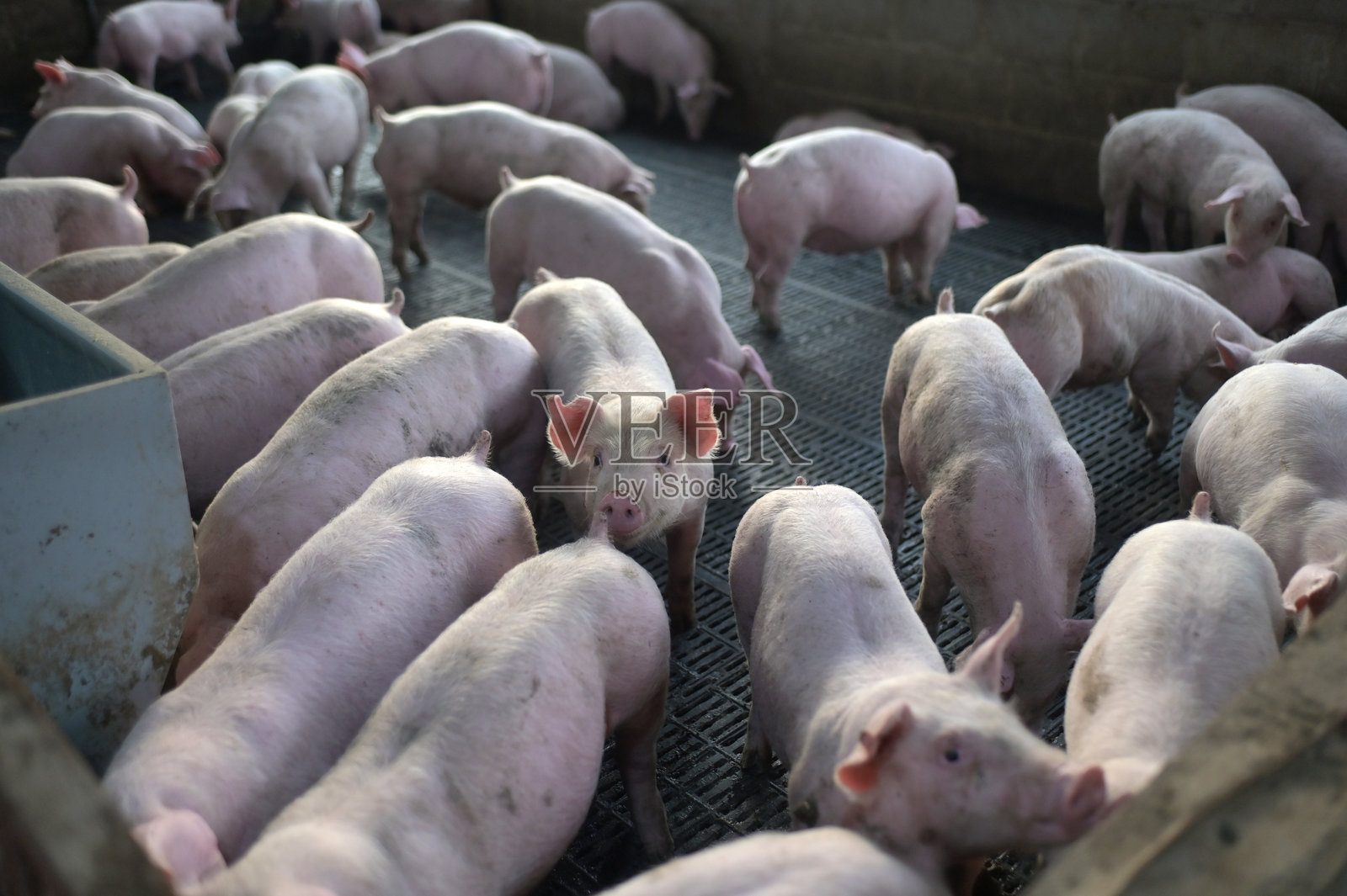 圈里的小猪仔照片摄影图片