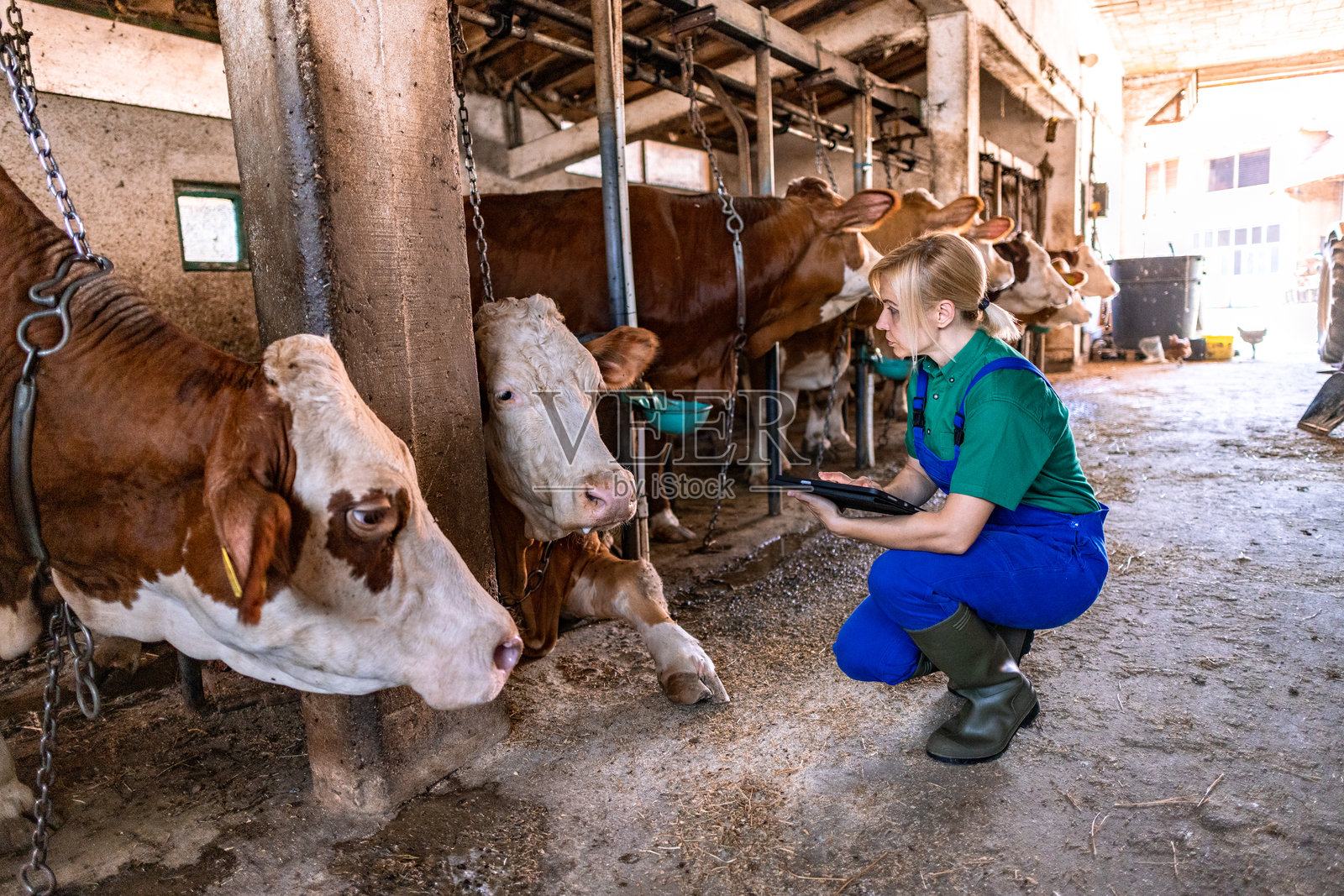 农场的一天照片摄影图片