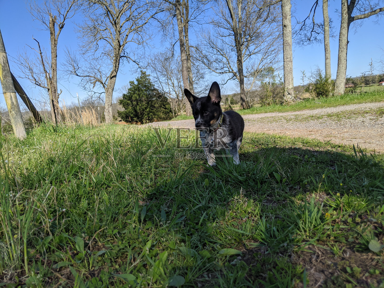 牛仔柯基小狗照片摄影图片