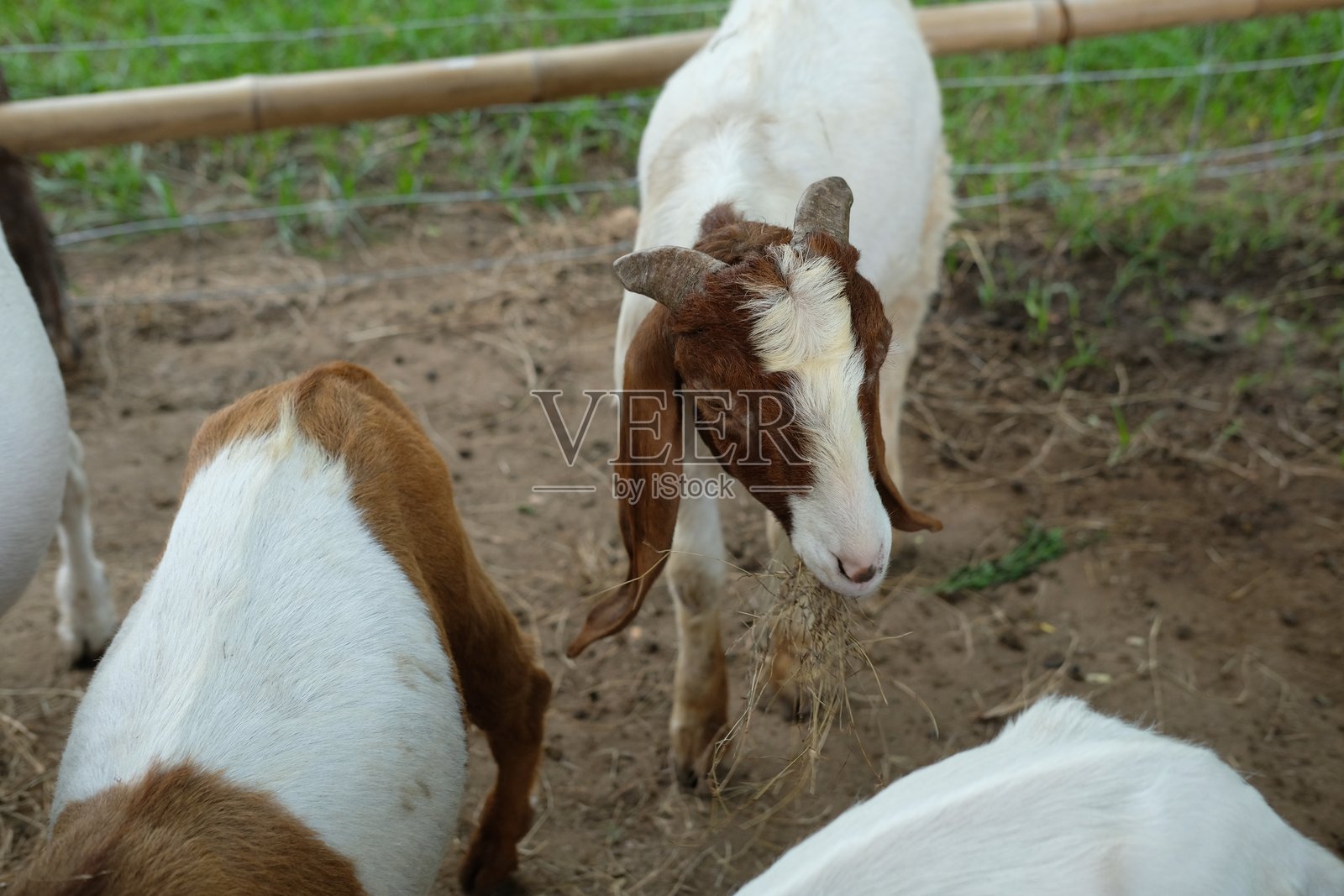 山羊与日常活动照片摄影图片