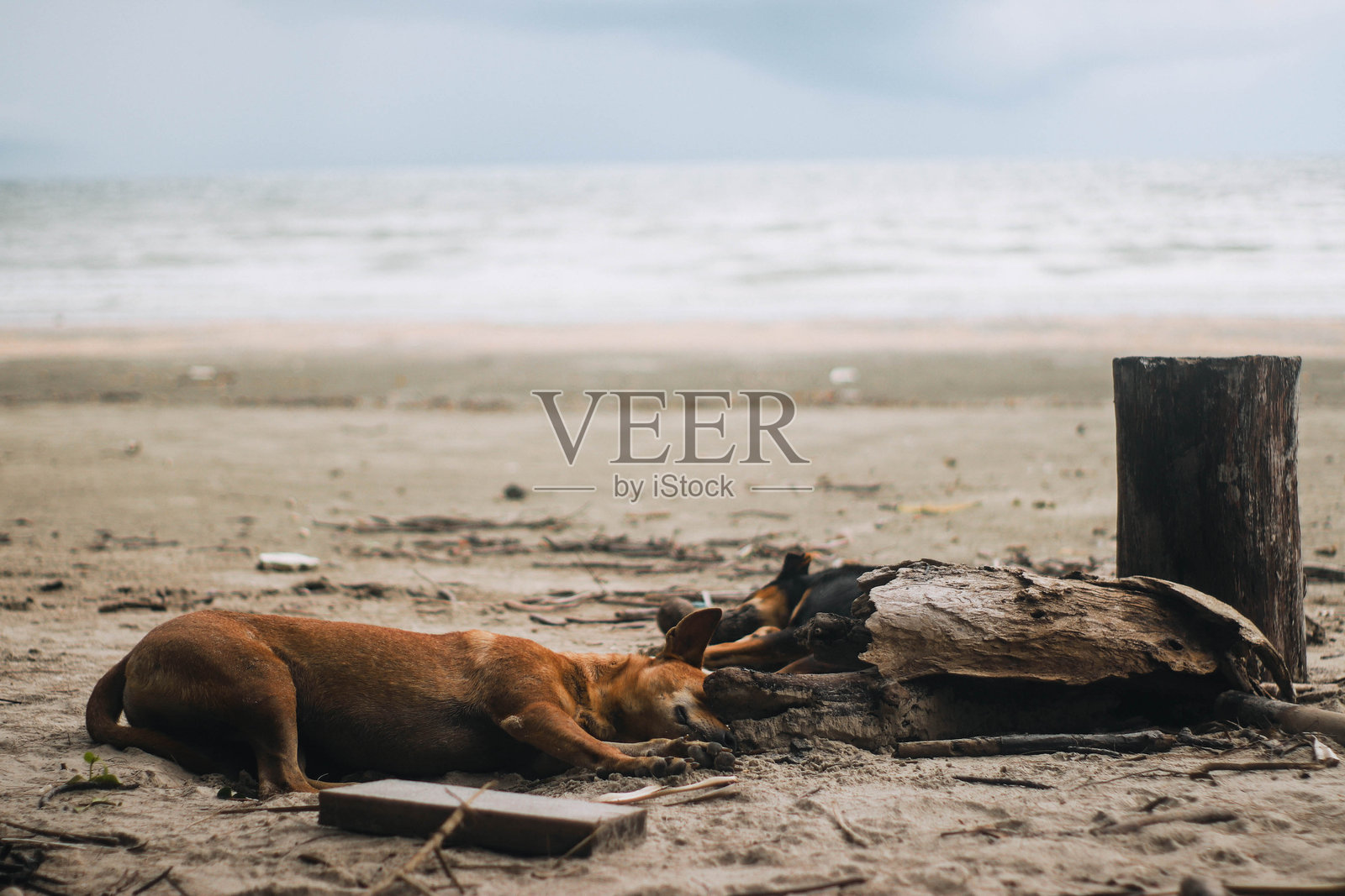 查奥迈国家公园：外国游客的热门旅游目的地照片摄影图片