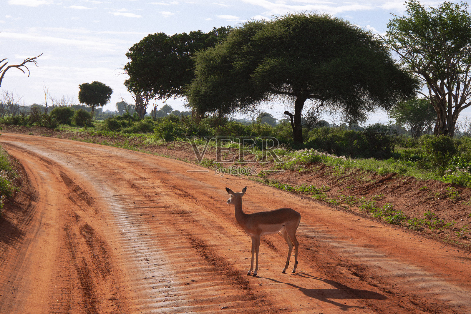 非洲的萨法里，蒙巴萨照片摄影图片