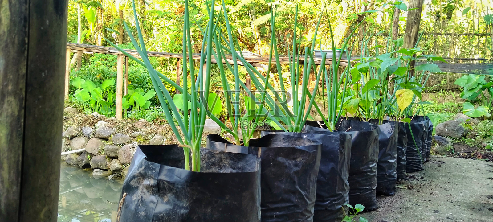 黑色塑料袋中的韭菜植物照片摄影图片
