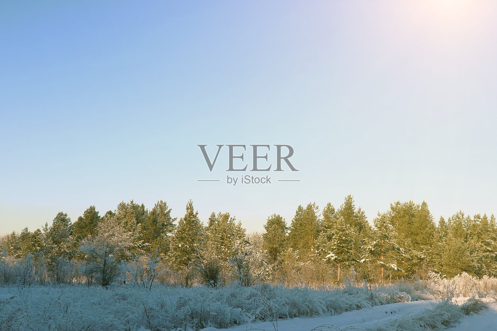 冬季松树林照片摄影图片