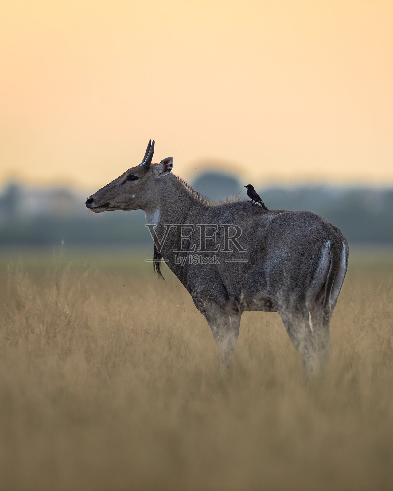 在印度拉贾斯坦邦楚鲁的塔尔查帕尔保护区，一只野生雄性尼尔盖（蓝牛，学名：Boselaphus tragocamelus）在冬季日落的金色时光中，背上停着一只黑卷尾鸟。照片摄影图片