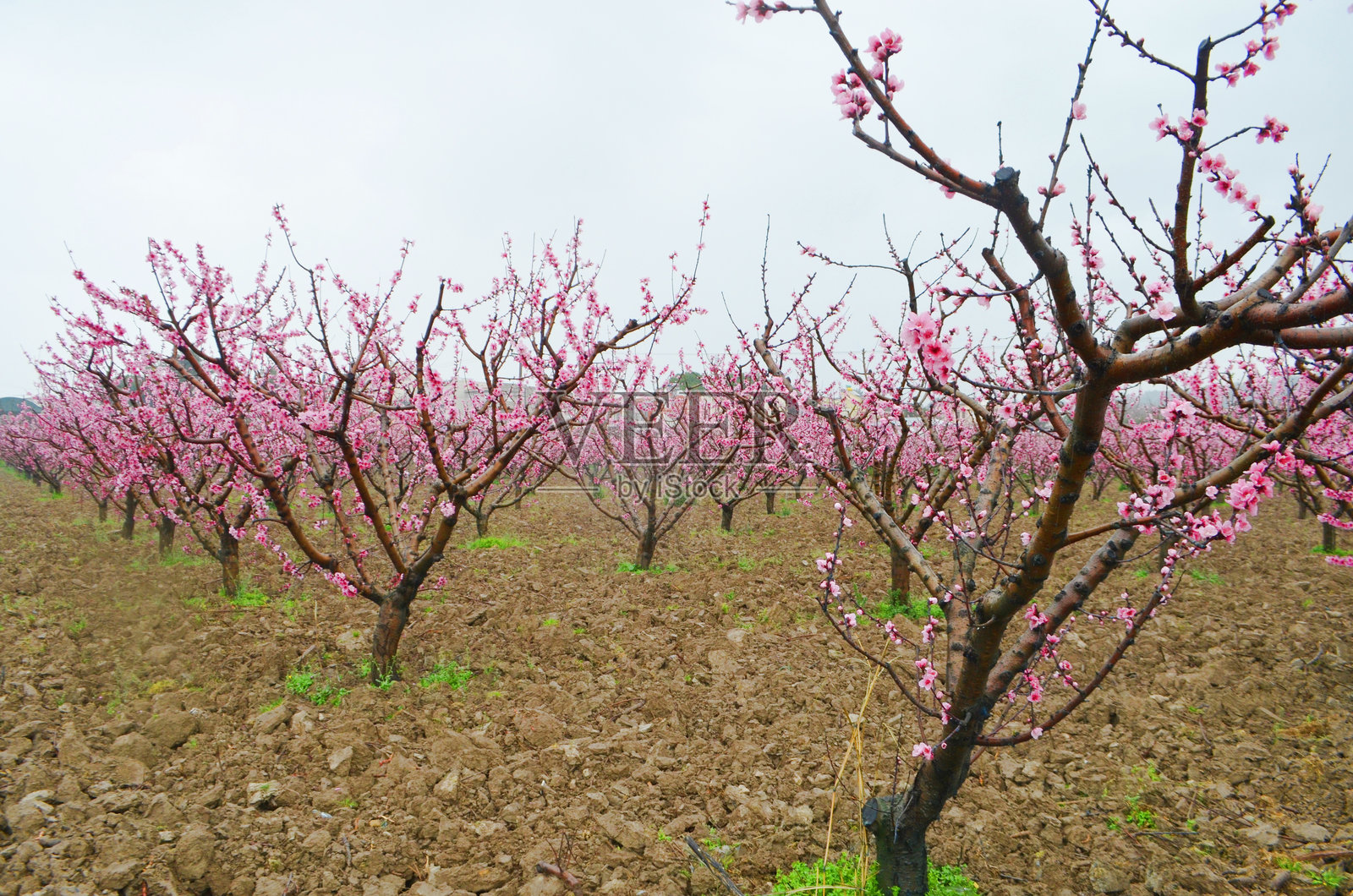 春天盛开的粉色花树田野照片摄影图片