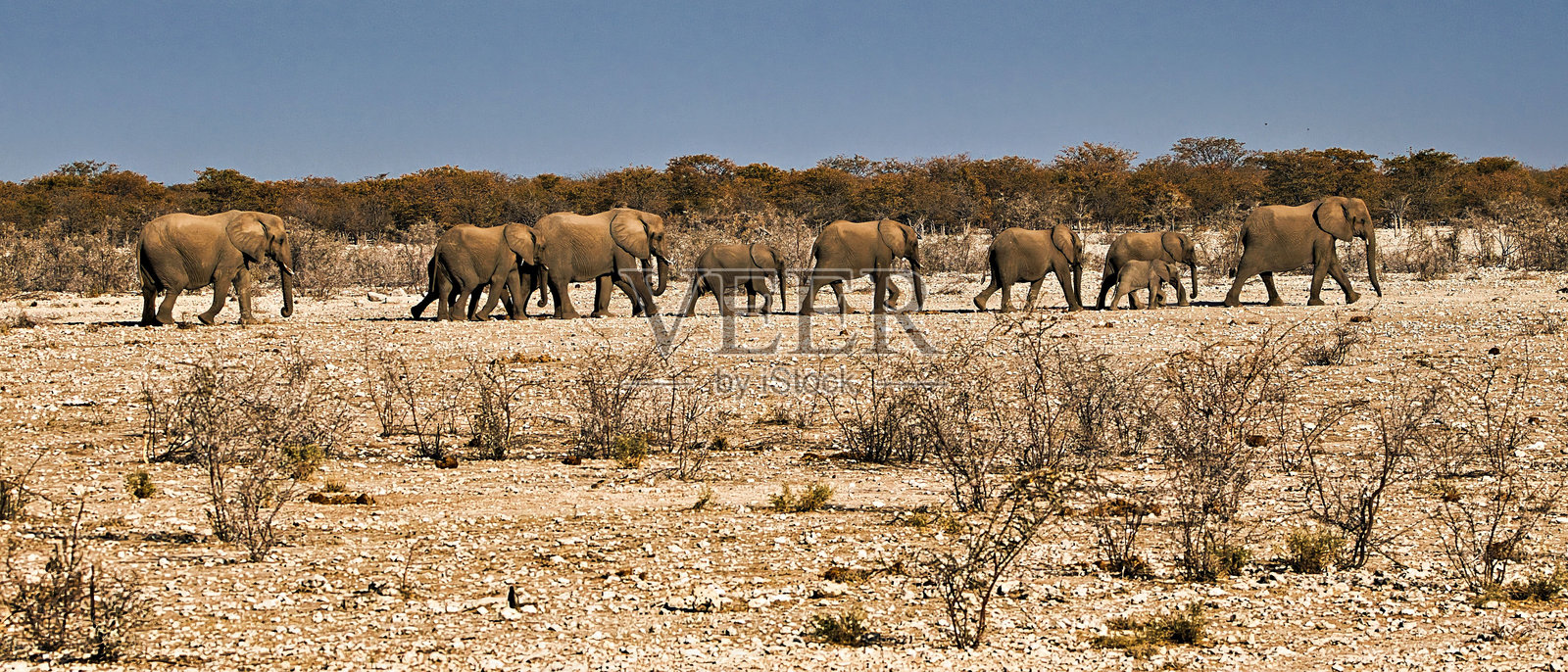 大象在干燥的草原上行走。照片摄影图片