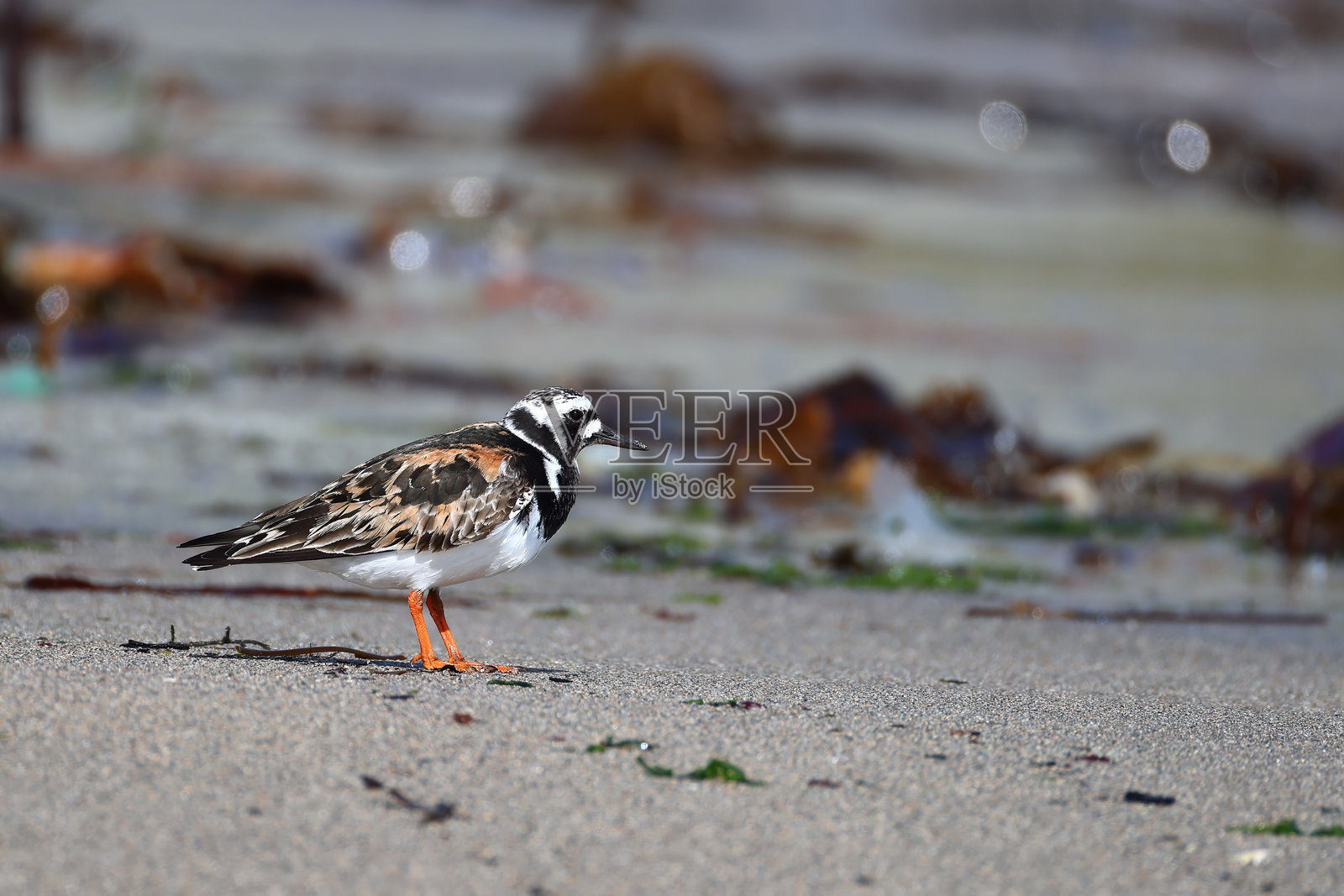 一只细嘴的翻石鹬站在沙滩上，低着头，周围有漂流木。照片摄影图片