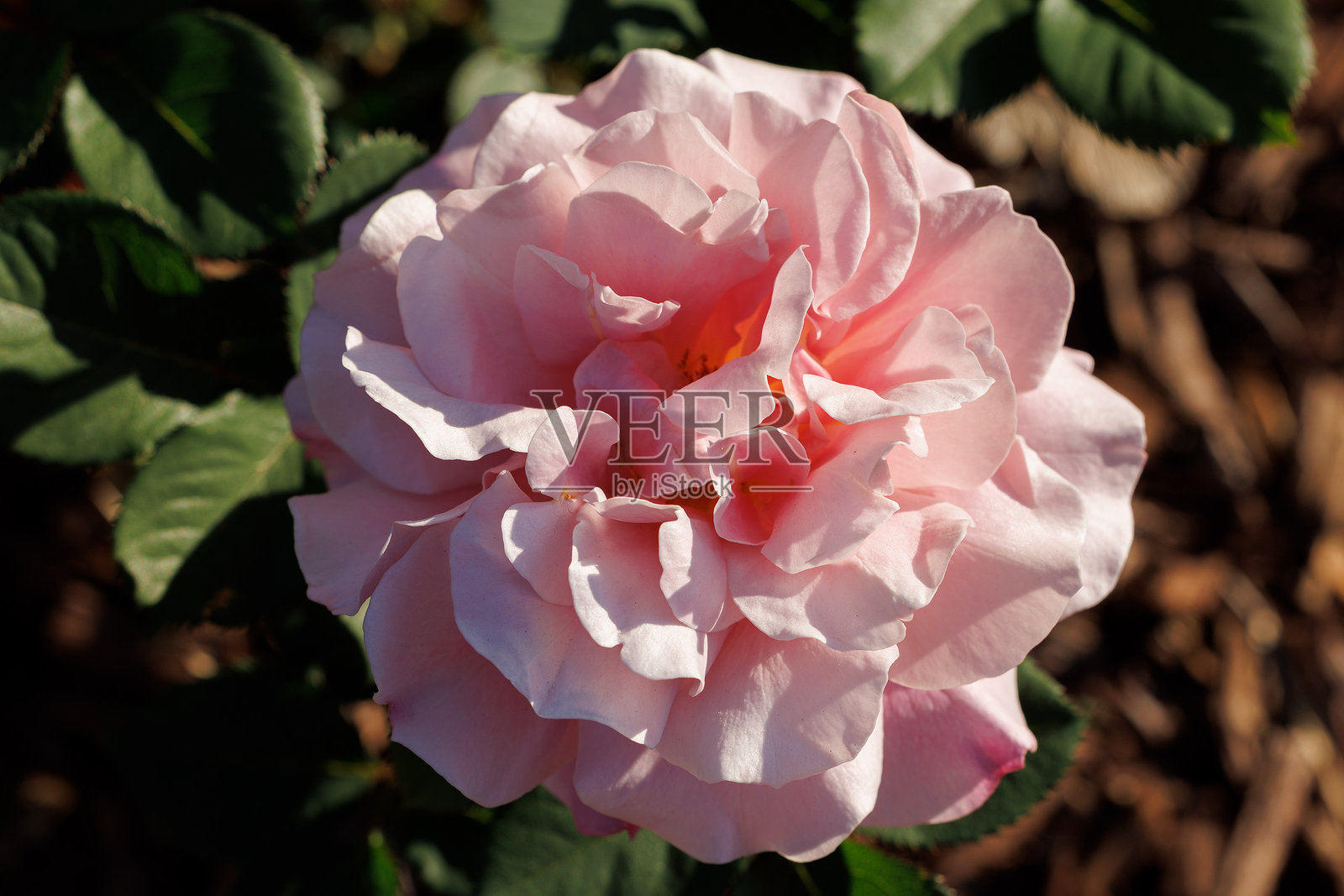 远方鼓声花冠玫瑰是一种独特而引人注目的玫瑰品种，以其美丽而独特的色彩渐变而闻名。照片摄影图片