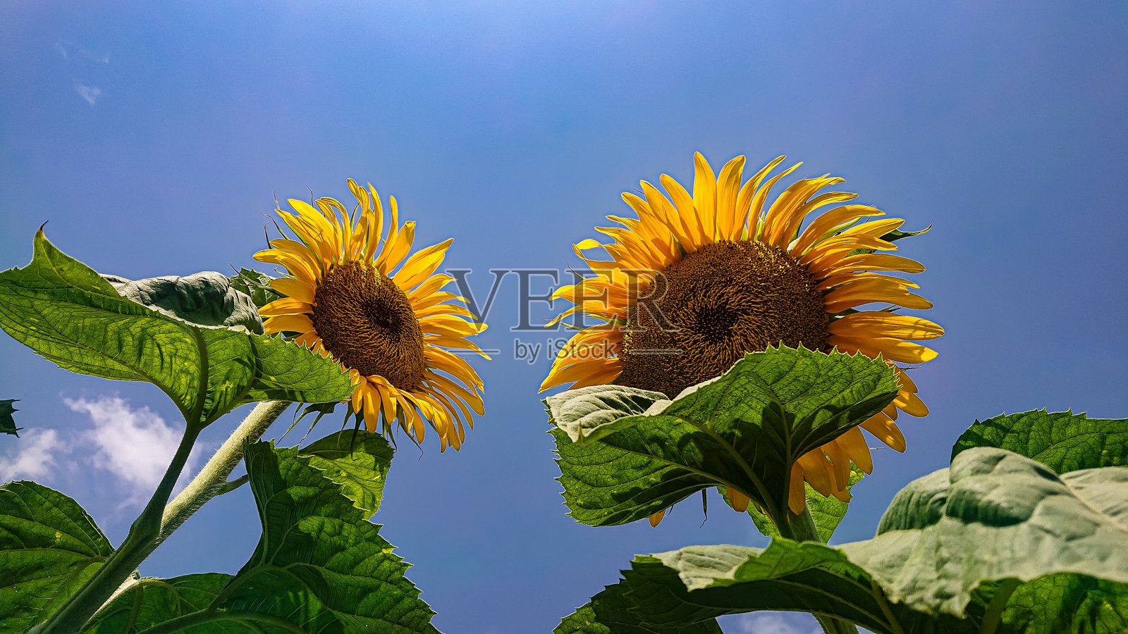 向日葵田与多云的蓝天照片摄影图片