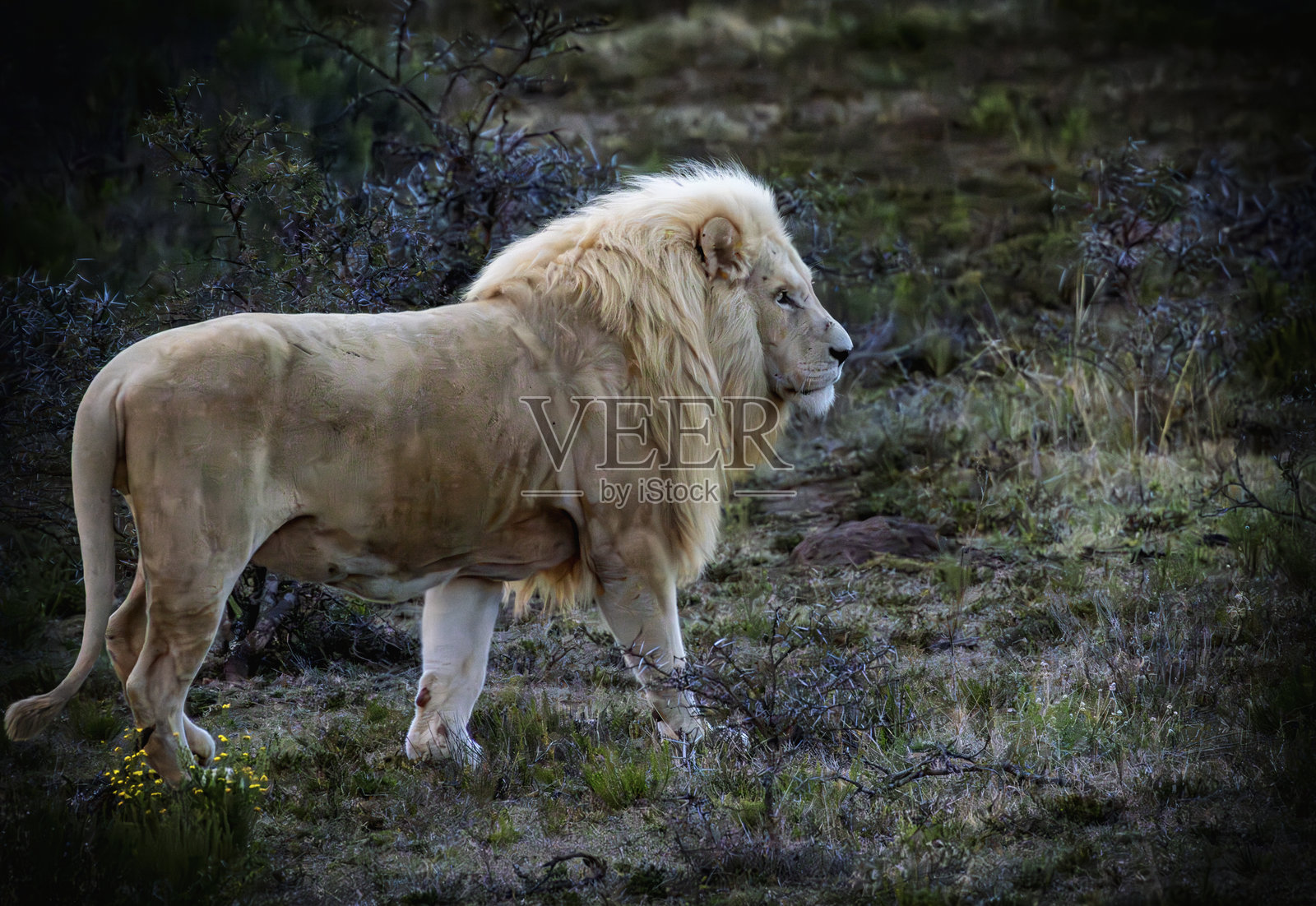 南非野生动物保护区中的雄性白狮。照片摄影图片