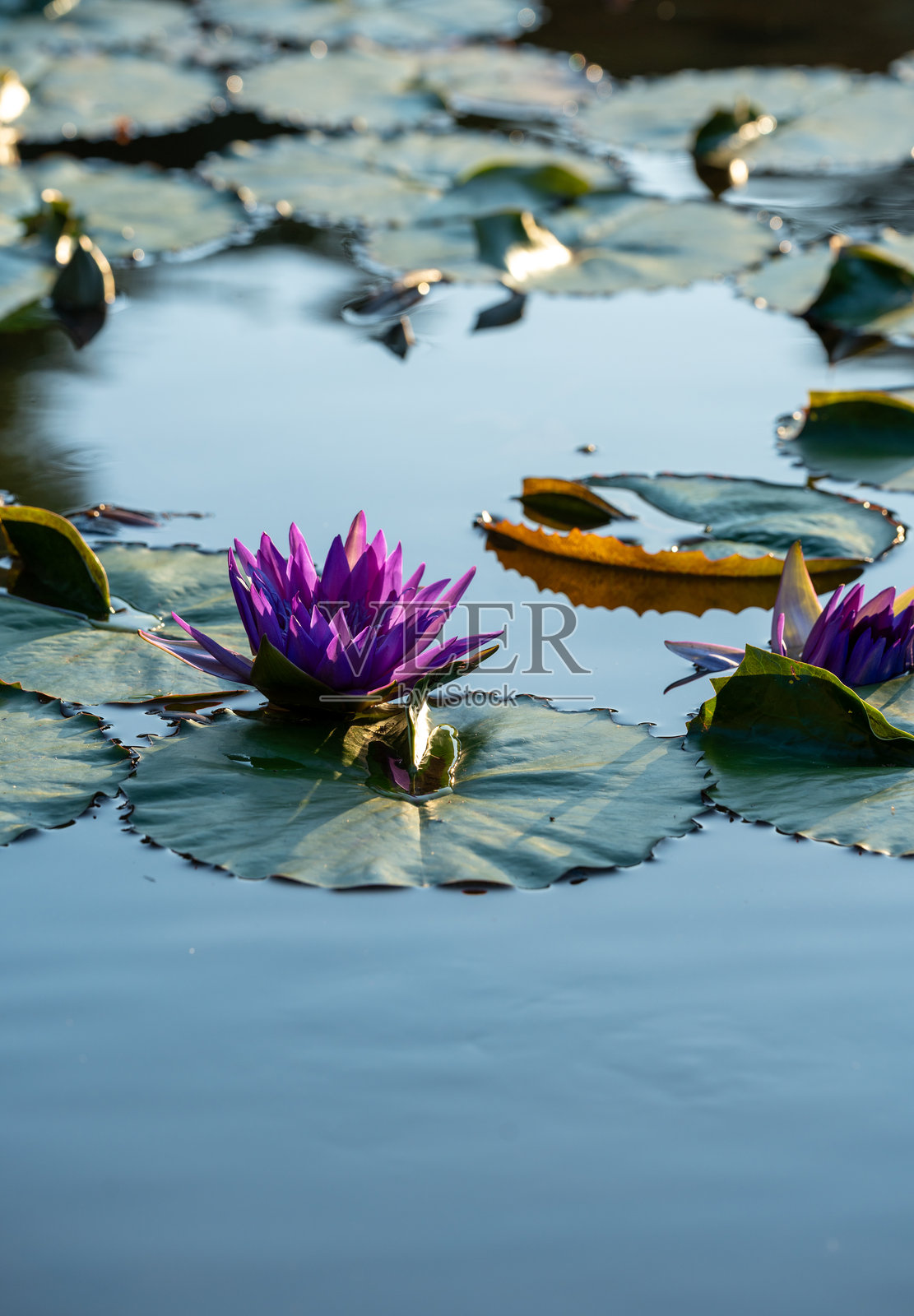 宁静池塘中的紫色睡莲照片摄影图片