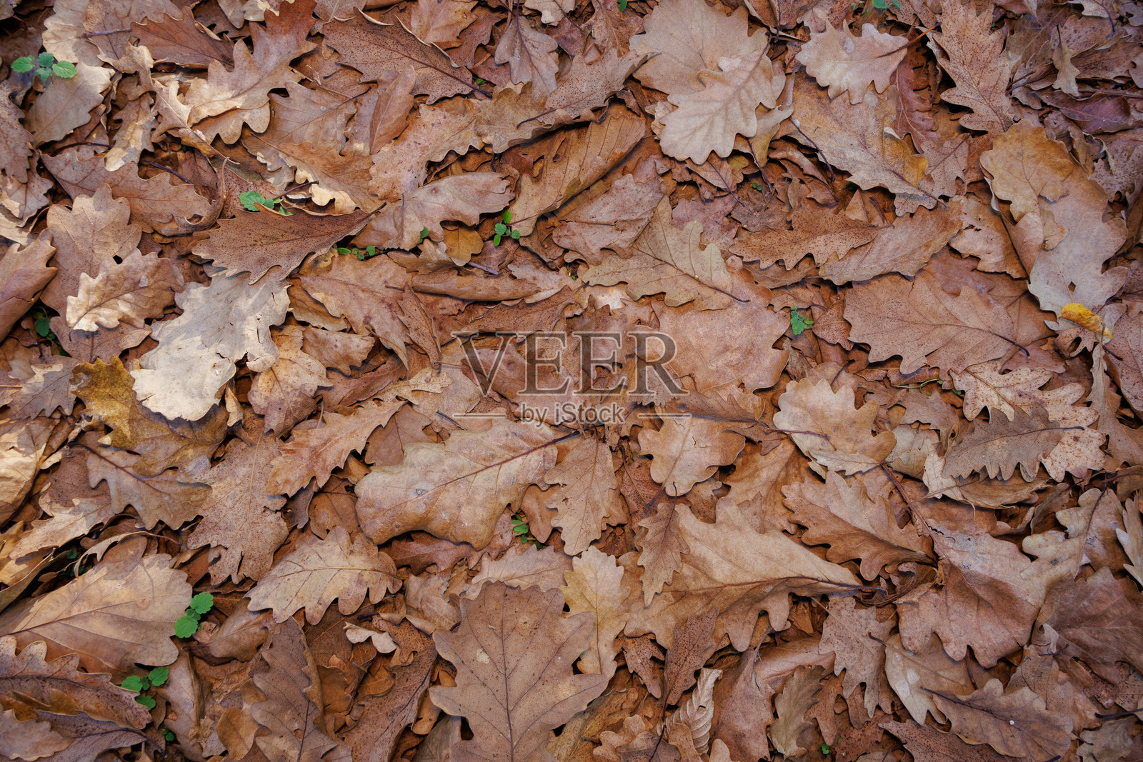 黄色的叶子照片摄影图片
