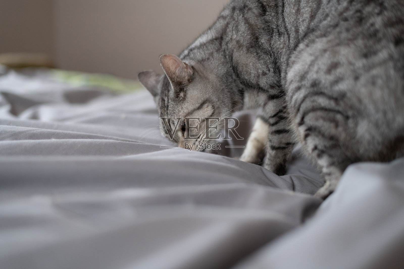 猫在嗅闻照片摄影图片