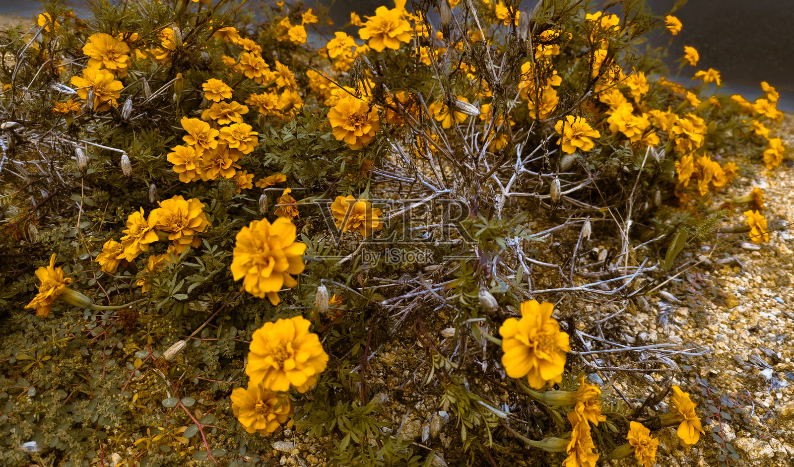 日本万寿菊花照片摄影图片