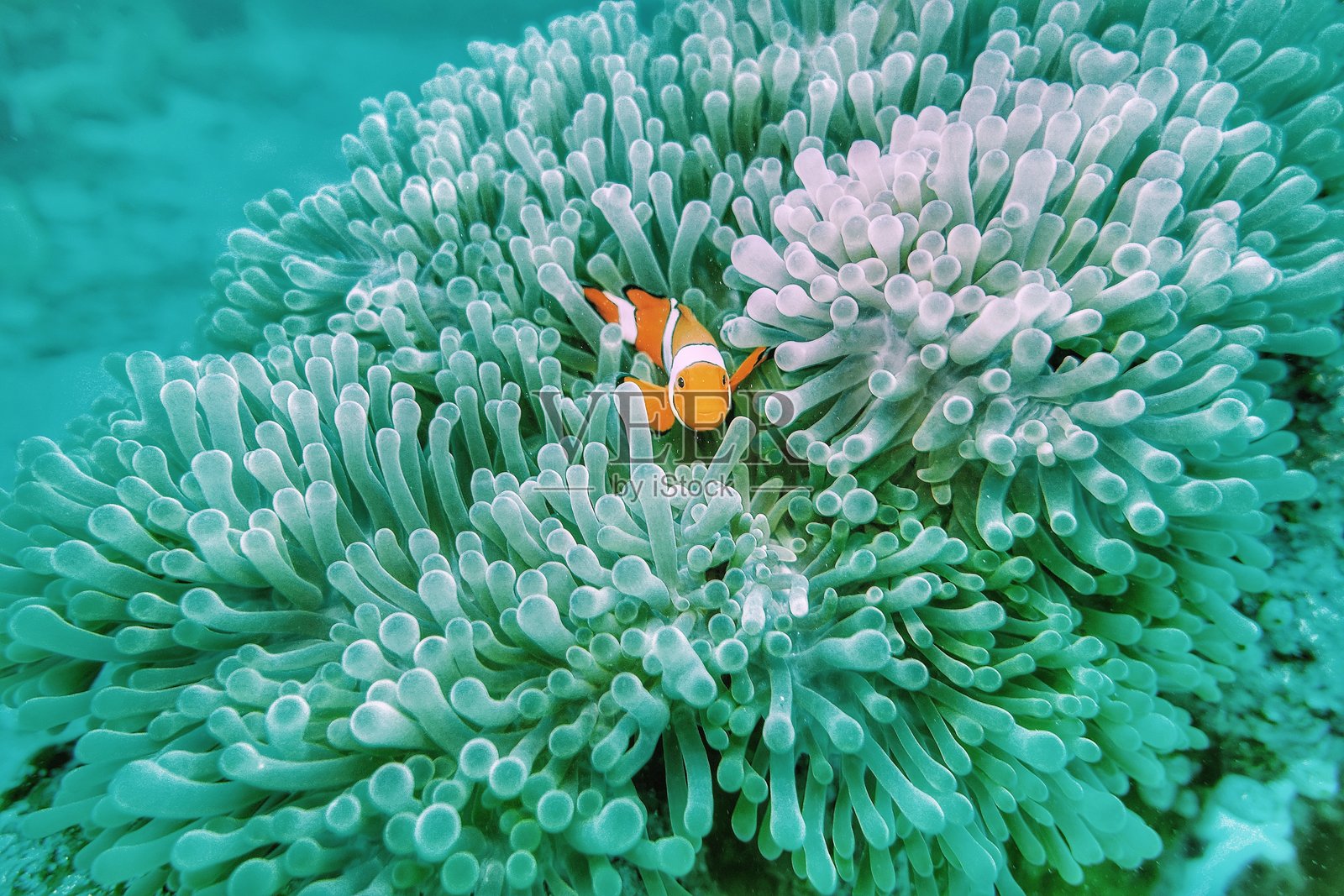 海中鱼的景象照片摄影图片