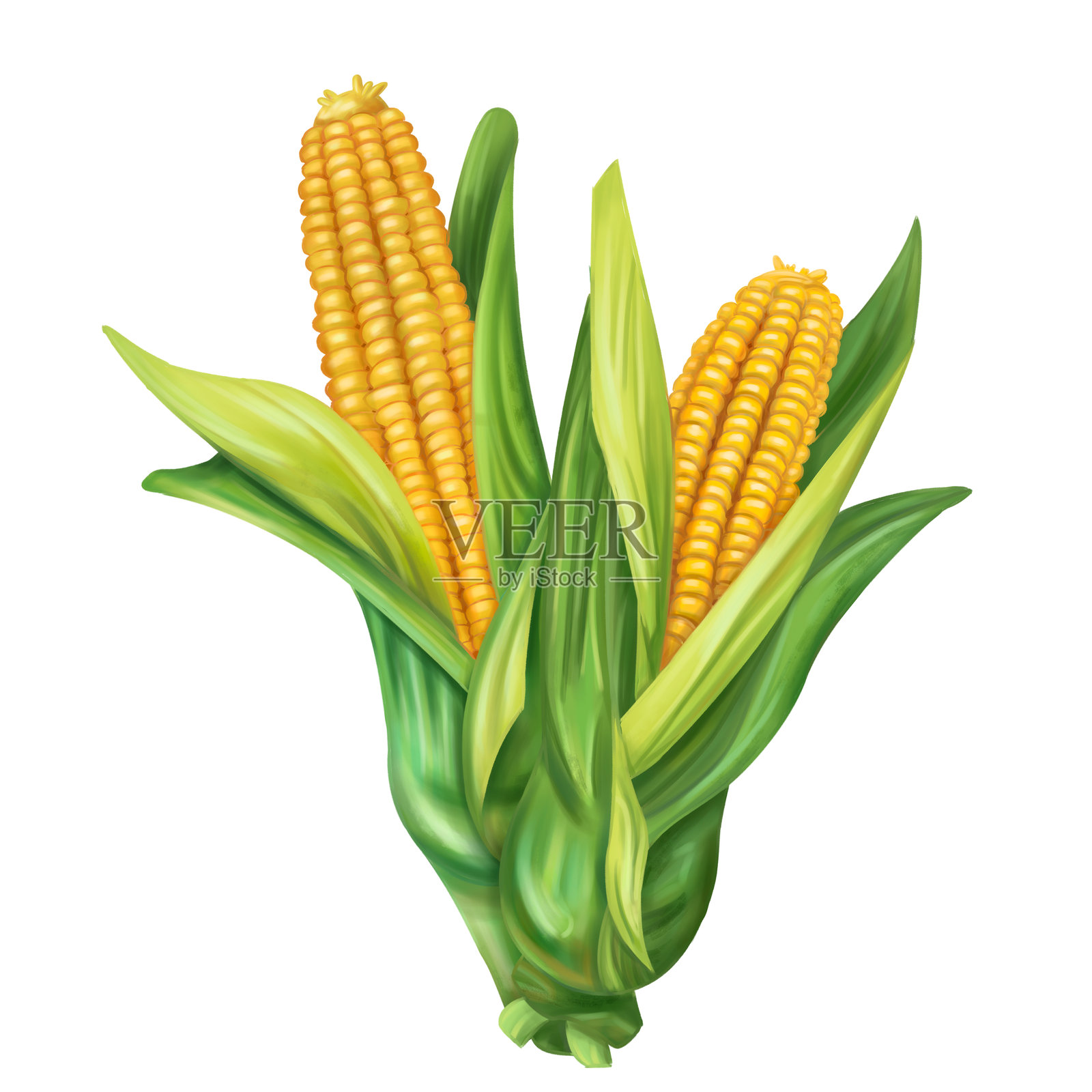 秋季丰收的黄色玉米。新鲜的农场蔬菜，健康食品，素食主义。园艺植物和农业。孤立的数字手工插图。印刷和包装设计元素。照片摄影图片