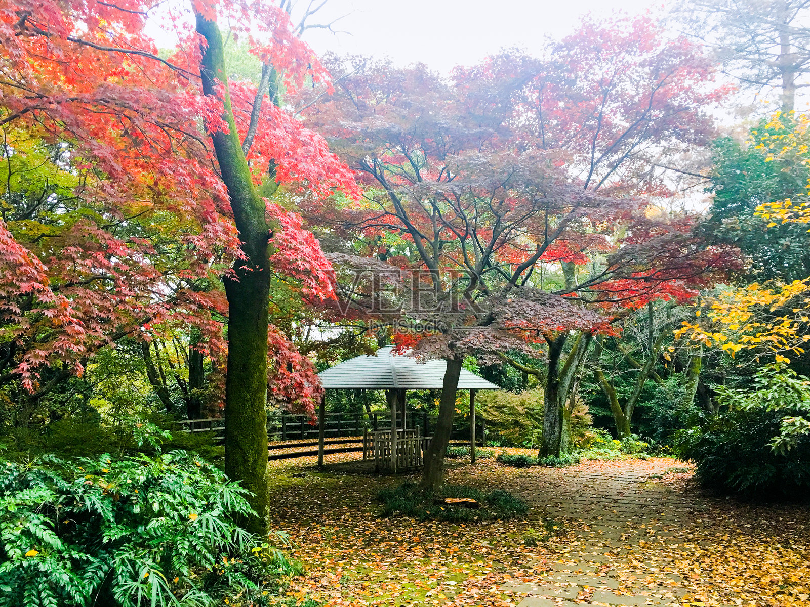 花园中的秋日宁静照片摄影图片