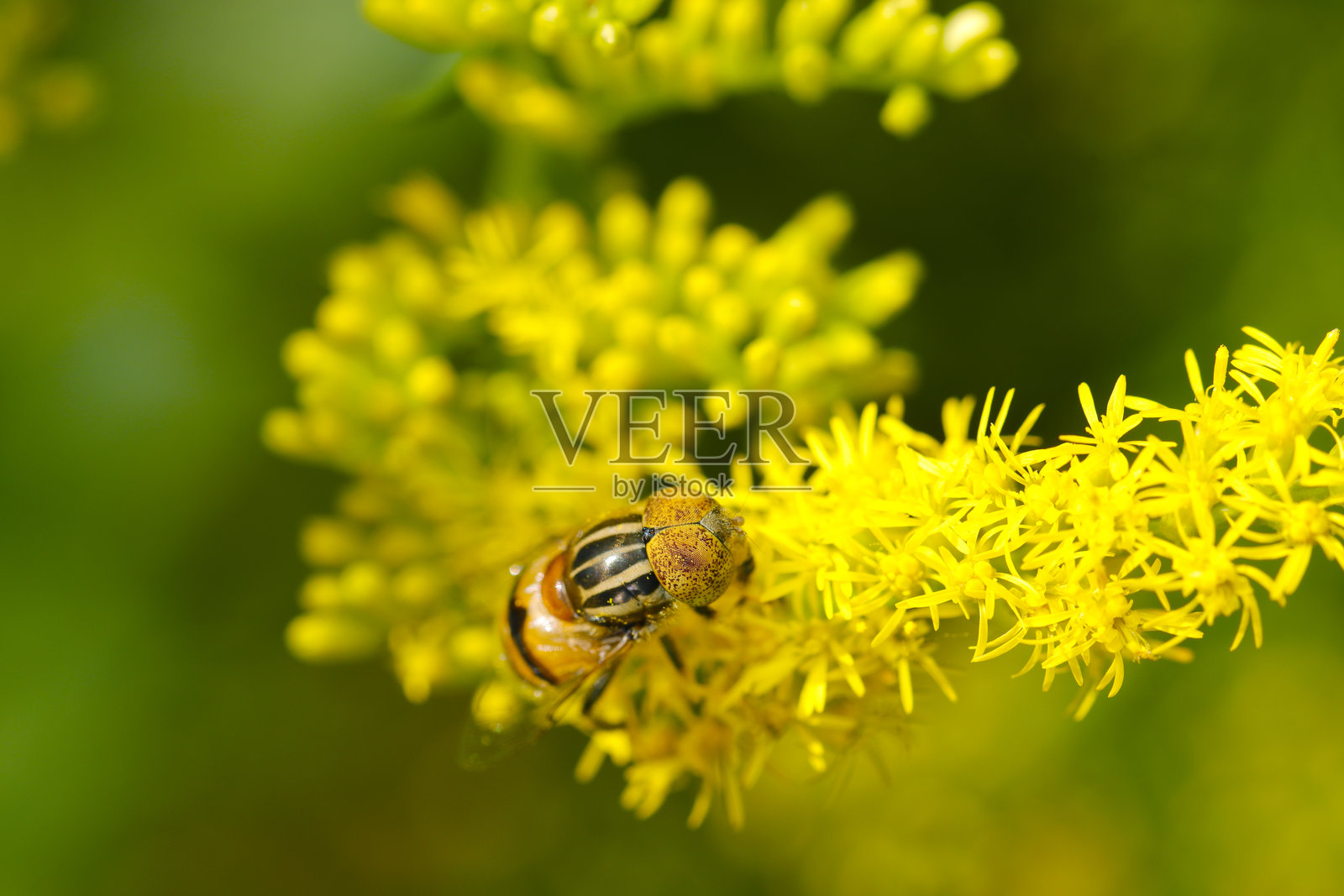 黑黄相间的小五条纹蜜蝇（Kigoshihanaabu）在盛开的黄色高冠菊花头上吸取花蜜（自然特写微距摄影）照片摄影图片