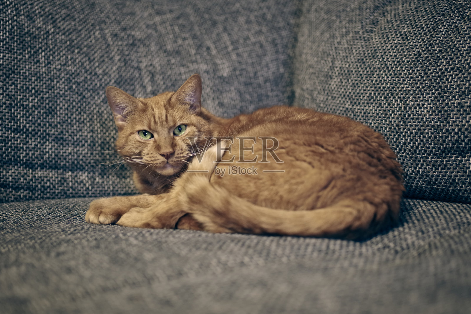 橘色猫咪在沙发上放松，搞笑地看着镜头。横向图像，采用选择性对焦。照片摄影图片