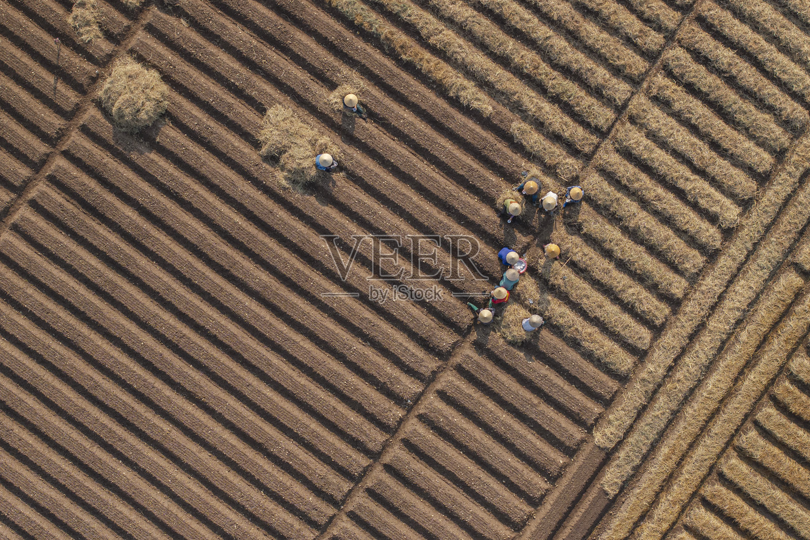 一片按照新标准进行清洁农业和食品安全种植胡萝卜的田地。照片拍摄于2024年10月13日,地点:北宁。照片摄影图片