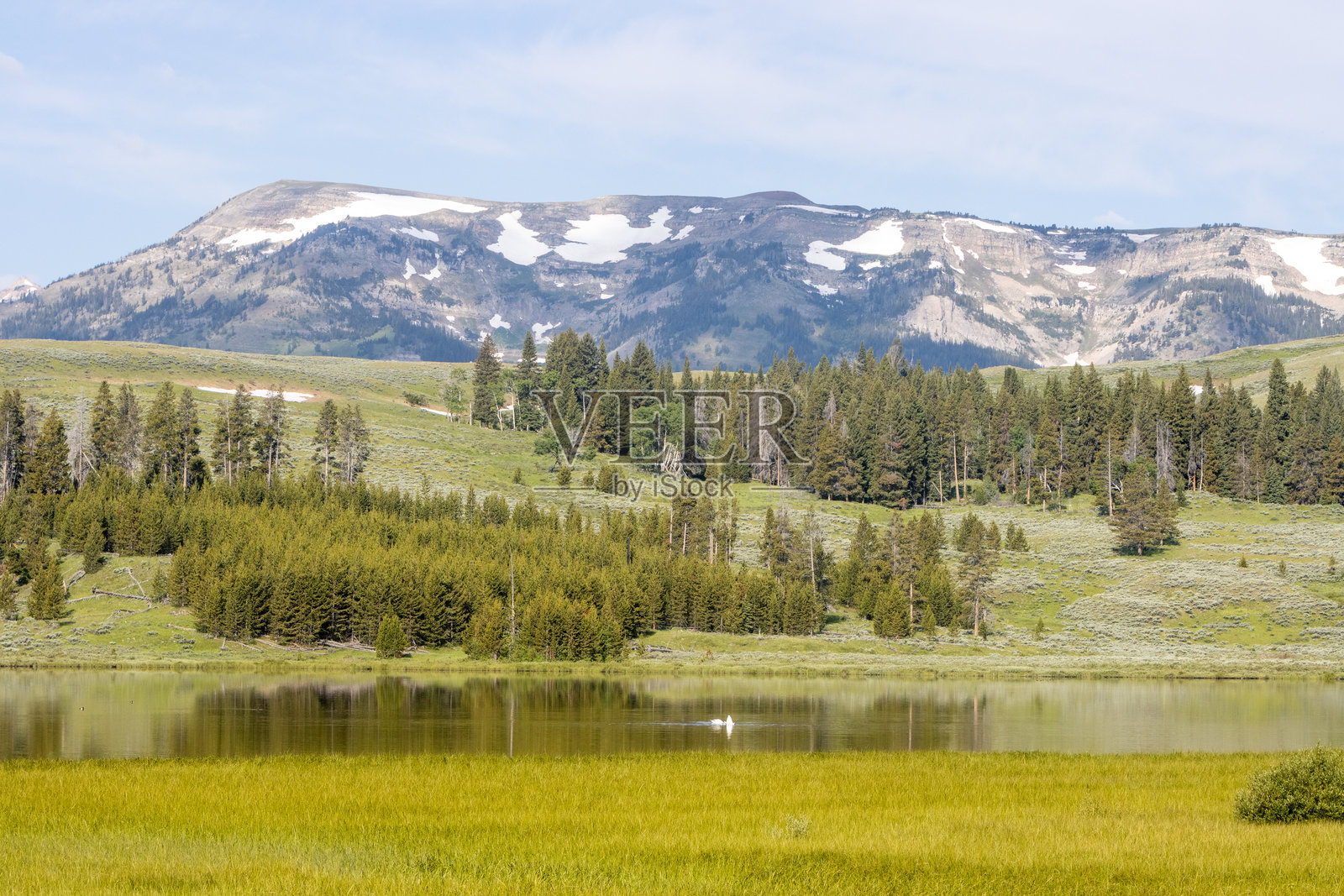 黄石国家公园怀俄明州的天鹅湖上，伫立着一群号角天鹅，背景是加拉廷山脉。照片摄影图片