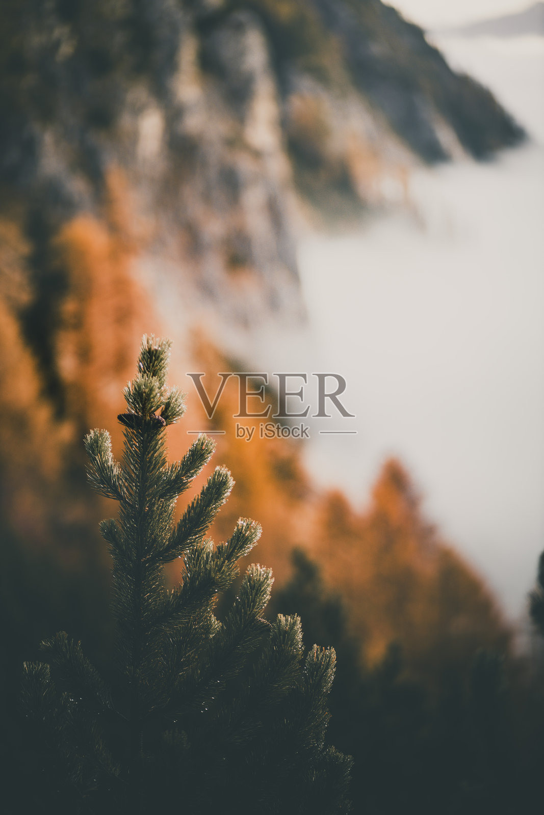 雾中的森林和山脉上的日出照片摄影图片