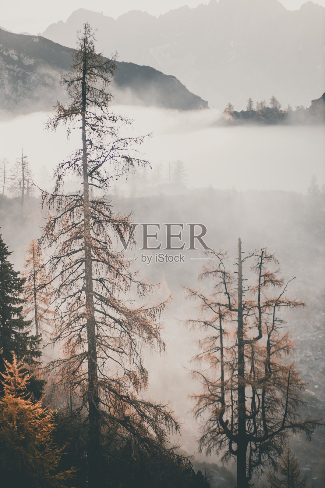 雾中的森林和山脉上的日出照片摄影图片