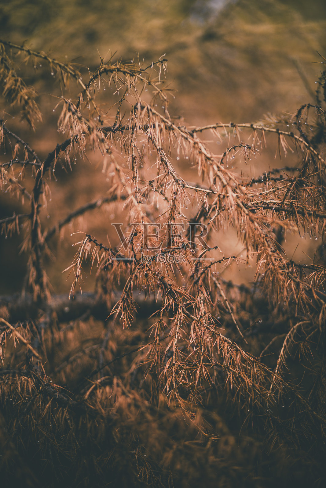 雾中落叶松树枝的选择性聚焦照片摄影图片