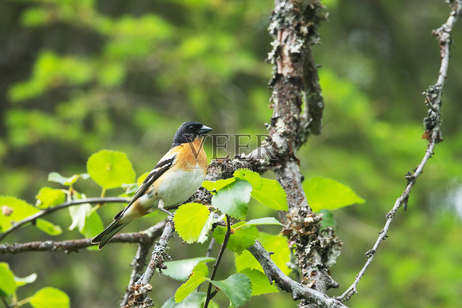 一只雄性雀雀栖息在芬兰Riisitunturi国家公园的白桦树上，周围是一片郁郁葱葱的森林。照片摄影图片