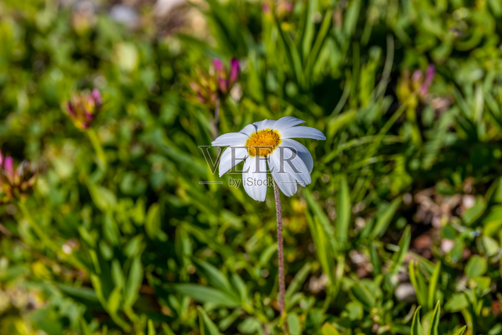 阿尔卑斯山谷中春夏盛开的花朵照片摄影图片