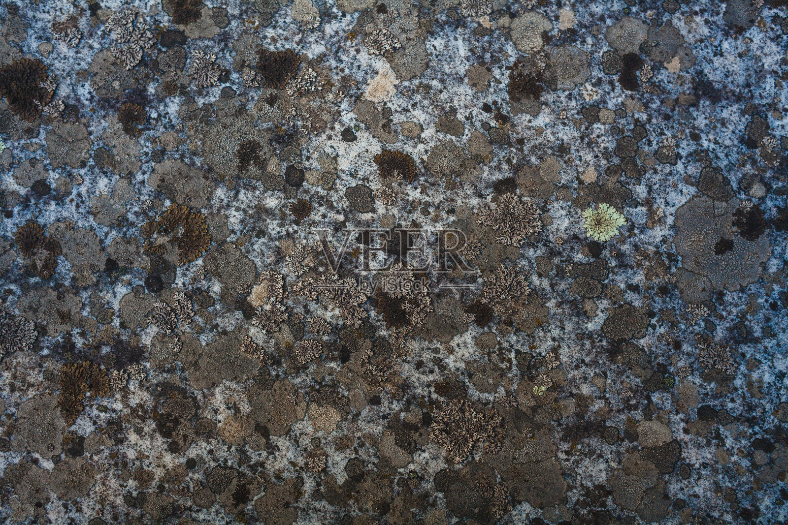 一张特写镜头，展示了覆盖着自然苔藓生长的风化石表面，呈现出各种蓝色、灰色和棕色的有机图案。照片摄影图片