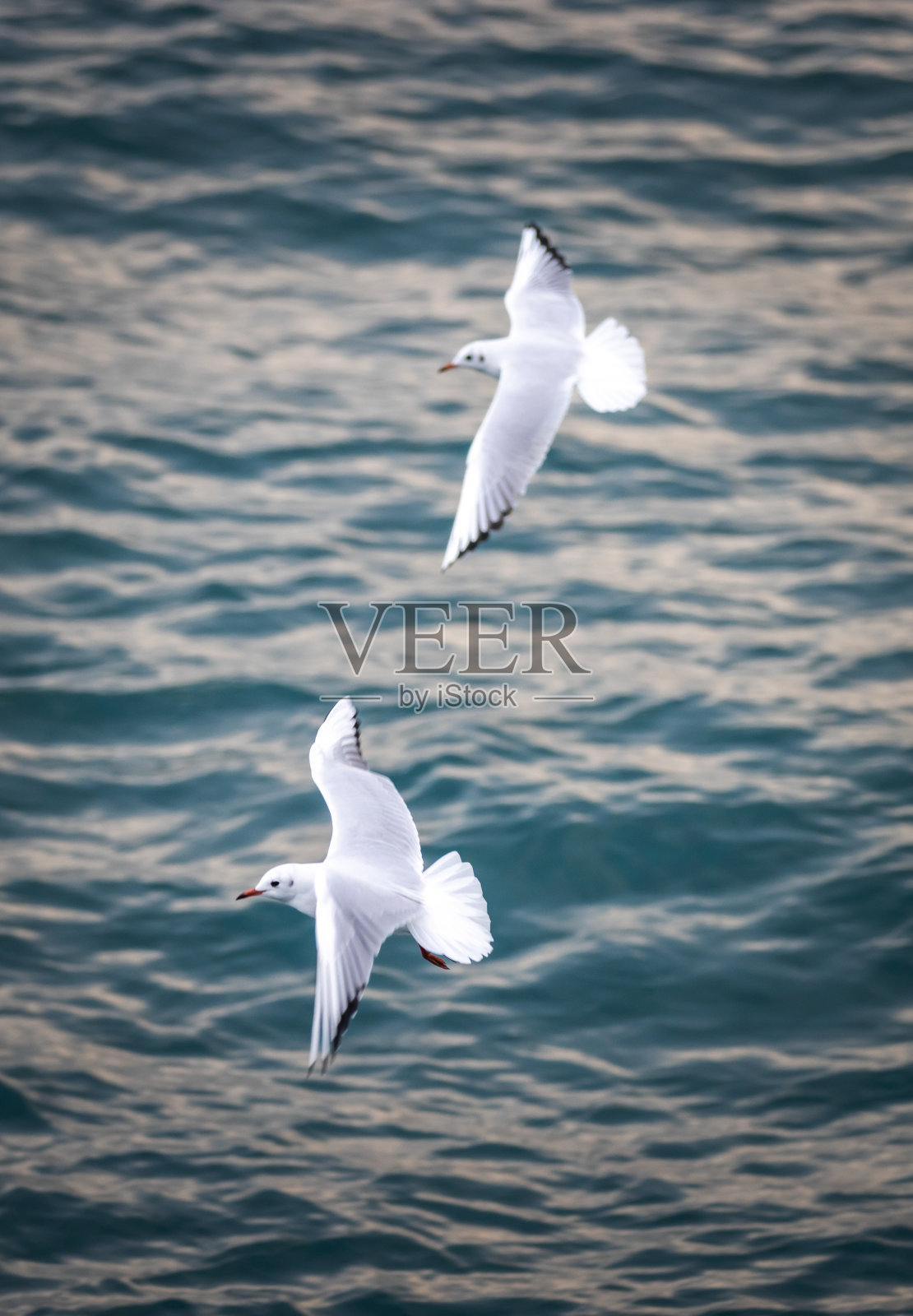 海鸥在海面上飞翔。照片摄影图片