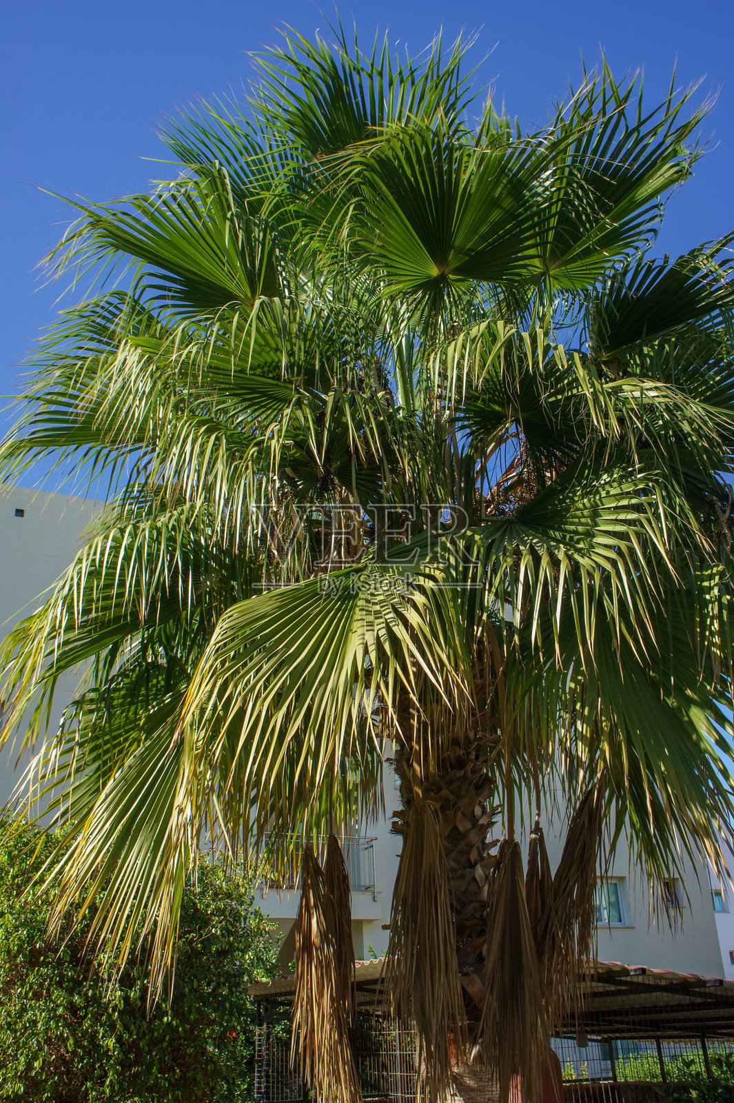 一棵生机勃勃的棕榈树在晴朗的蓝天下轻轻摇曳，营造出一个宜人的户外空间。照片摄影图片
