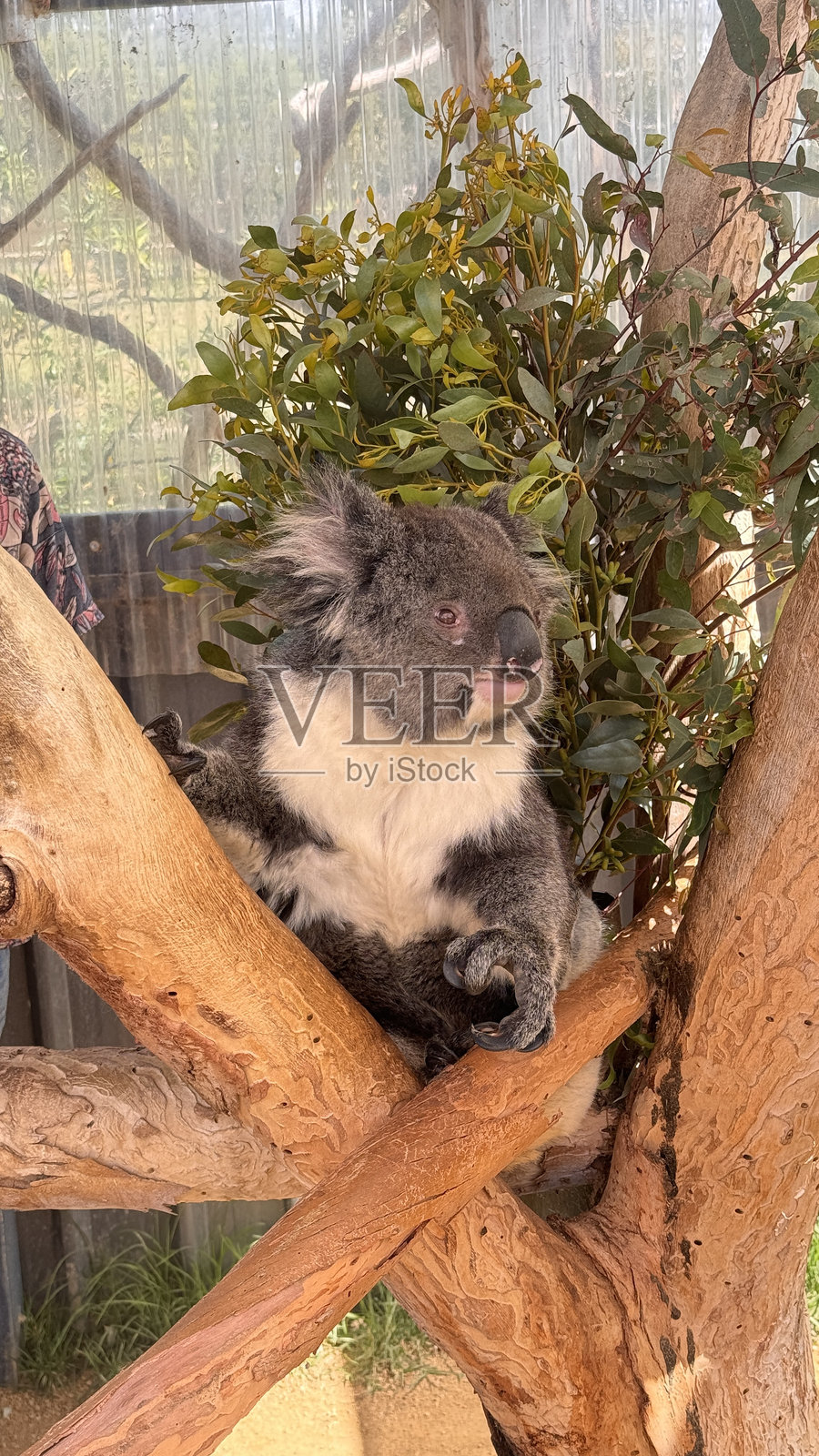 考拉照片摄影图片