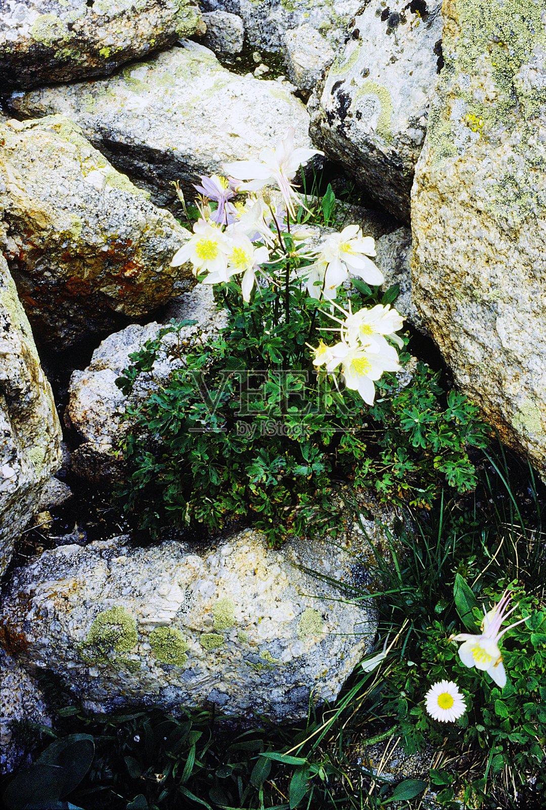 蓝铃花。 cataract creek，lower cataract lake，elliot ridge 和 north gore range trail，gore range eagles nest wilderness，白河国家森林，科罗拉多落基山脉，1983年9月。照片摄影图片