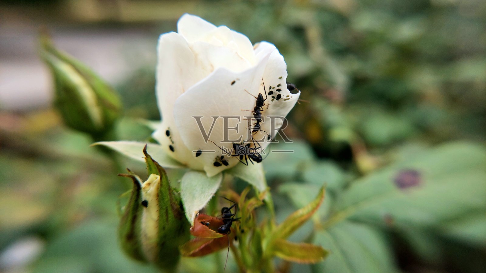 花朵上的蚂蚁和其他小昆虫特写镜头照片摄影图片
