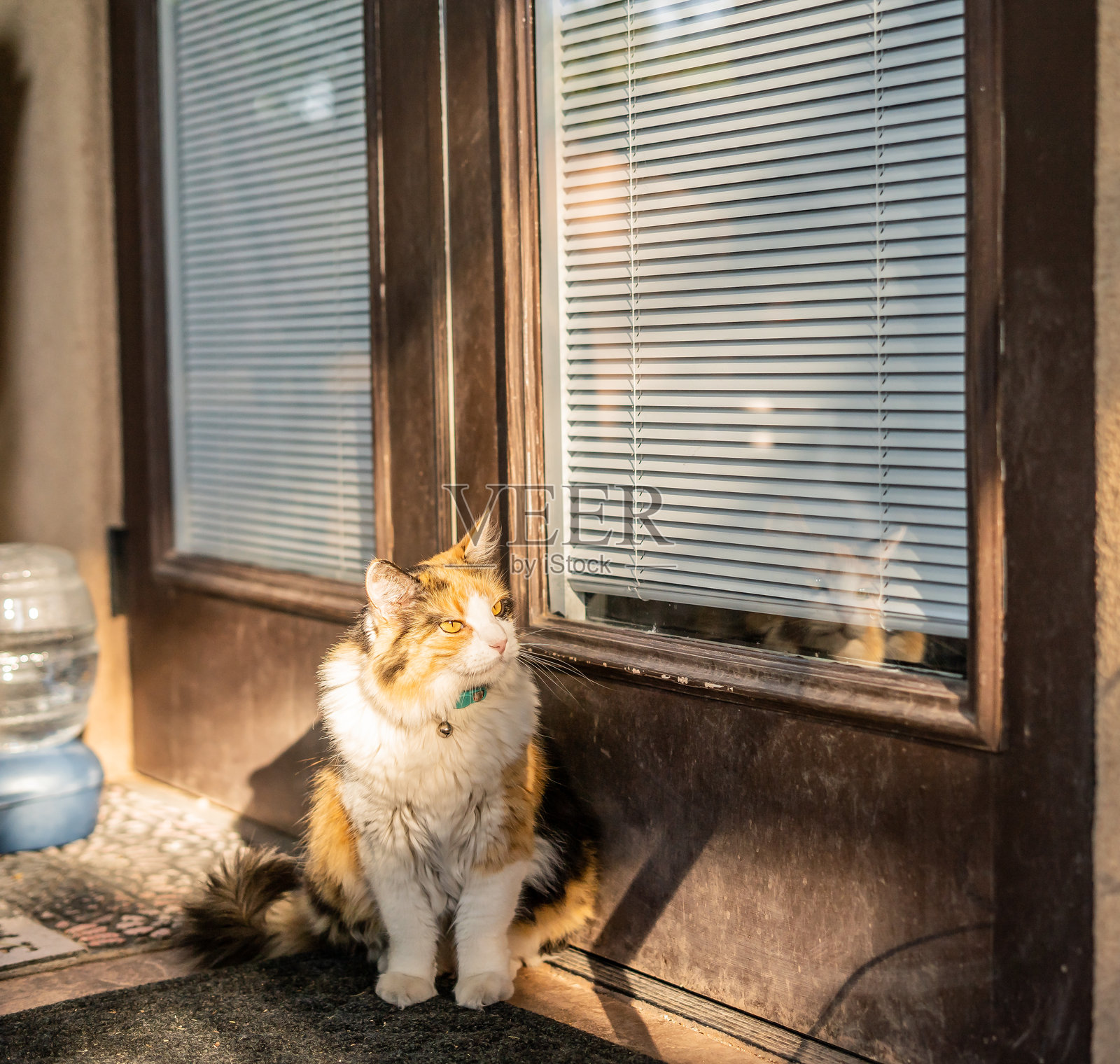 猫坐在有百叶窗的玻璃门旁，望着外面的倒影。照片摄影图片