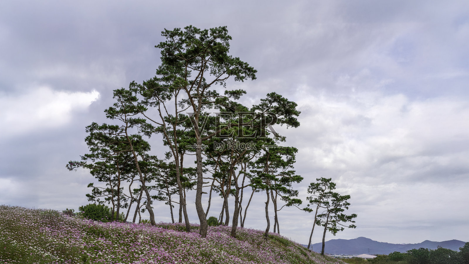 松林中的红色大波斯菊花田照片摄影图片