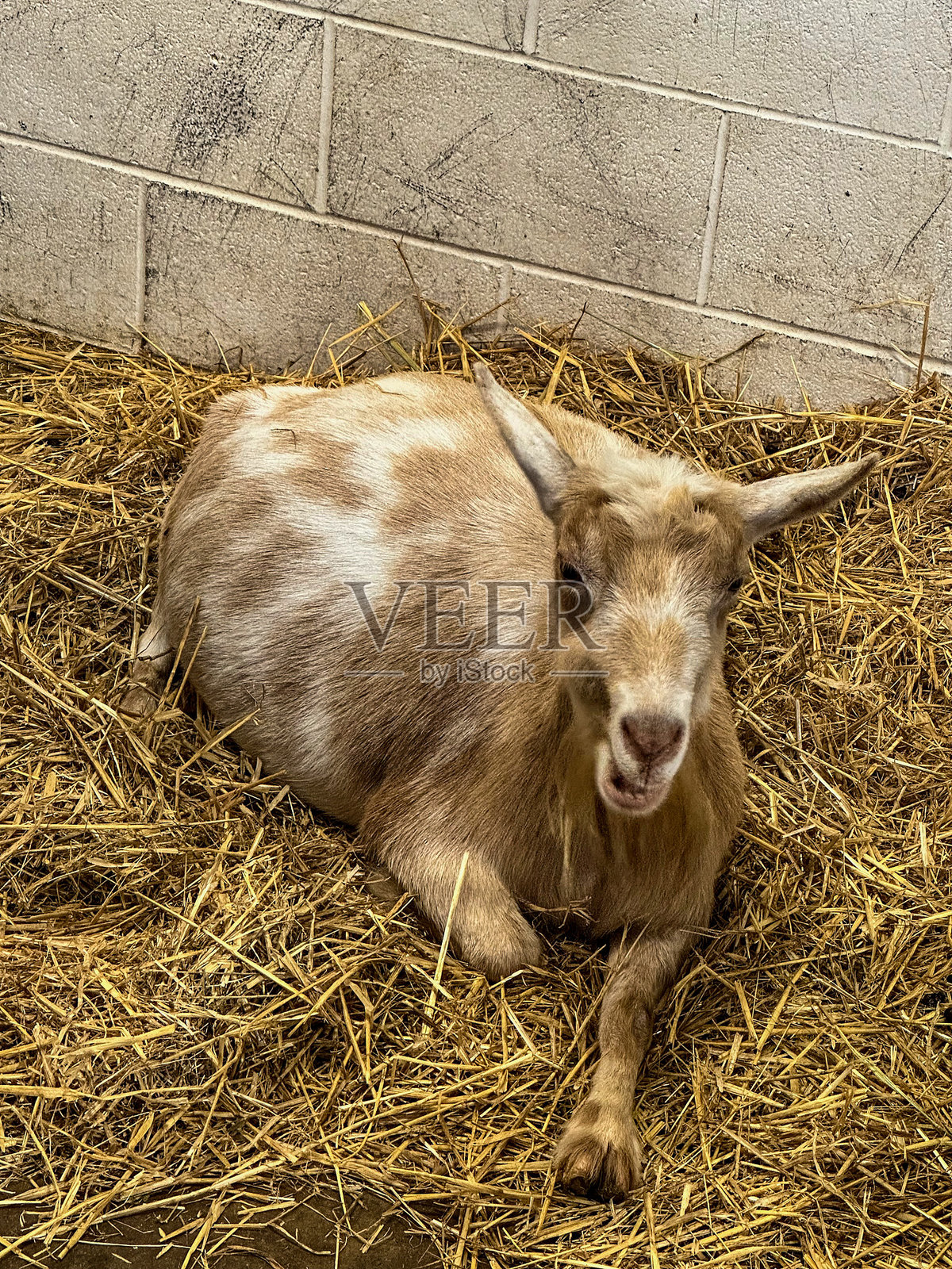 美丽的棕白色尼日利亚矮脚山羊照片摄影图片